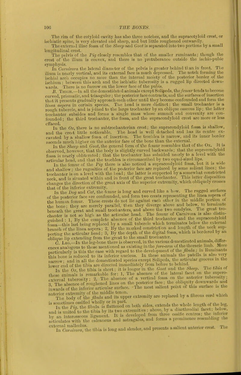 The lim of the cotyloid cavity hiiB also throe iiotelies, and the supracotyloid crest, or idchiatic spine, is very elevated and shari), and but little roughened oulwanlly. The extcniid iliac fossa of the Sheep and Uoat is separated into two portions by a small longitudinal crest. The pelvis of the I'lij closely resembles that of the smaller ruminants; though the crest of the ilium is couvex, and there is no protuberance outside the isehio-pubic symphysis. In Curnivora the lateral diameter of the pelvis is greater behind tl.an in front. The ilium is nearly vertical, and its external face is much depressed. The notch forming the ischiiil arch occupies no more thnn tiie internal moiety of the posterior border of the ischium; bet ween this arch and the ischiatie tuberosity is a rugged lip directed dowu- w ards. Thei e is no furrow on the lower face of the pubis. J3. Thigh.—In all the domesticated animals except SolipedSjthe/enmr tends to becoaie curved, prismatic, and triaugulnr; the posterior face ccmtracts, and the surfaces of insertion that it presents gradually approach each other until they become confounded and form the linea aspera in certain species. Tlie head is more distinct; the small trochanter is a rouo-li tubercle, and is joined to the large trochanter by an obliciue osseous lip; the latter troclianter subsides and forma a single mass whose summit iind convexity are con- founded ; the third trochanter, tiie fossa, and the supracondyloid crest are more or less elfaced. , , , ~ . , „ In the Ox, there is no subtrochanterian crest; the supracondyloid fossa is shallow, and the cre.-t little noticeable. 'J'he head is well detached and lias its centre ex- cavated by a shallow fossa of insertion. The trochlea is naiTow, and its inner border ascends much higher on the anterior face of the bone than the external. In the Shee}} and Goat, the general form of the femur resembles that of the Ox. It is observed, however, that the body is slightly curved backwards; that the suprncondyloid fossa is nearly obliterated; that the trochanter has subsided nearly to a level with the articular head, and that the trochlea is circumscribed by two equal-sized lips. In the lemur of the Pig there is also noticed a supracondyloid fossa, but it is wide and shallow; the rugosities of the posterior face are replaced by some snlient lines ; the trochanter is on a level with the head; the latter is supported by a somewhat constricted neck and is situated within and in front of the great trochanter. This latter disposition changes the direction of the great axis of the superior extremity, which obliquely crosses that of the inferior extremity. , , r^. a e ^ In the Dog and Cat, the femur is long and curved like a b..w. The rugged surfaces of the posterior face ore confounded, and form two crests representing the Imea aspera of the human femm-. These crests do not lie against each other in the middle portion ot the bone- they are merely parallel, tiien they diverge above and below, to terminate beneath the reat and small trochanters, and above the two condyles. The great tro- chanter is not so higli as the articular head. The femui- of Carnivoia is also distin- euished • 1 By the complete absence of the thiid trochanter and the supracondyloid fossa—this last being replaced by a small tubercle which terminates below the external branch of the linea aspera; 2, By the marked constriction and length of the neck sup- porting the articular head; 3, By the depth of the digital fossa, svhich is bordered by an oblique lip extending from the great to the small trochanter. , 0 Leg.—In the leg-bone there is observed, in the various dmnesticnted animals, difler- ences analogous to those mentioned as existing in the fore-arm of the thoracic limb. _ More particularly is this the case with regard to the development of the fibula; m Ruminants this bone is reduced to its inferior nucleus. In these animals the patella is also very narrow • and in all the domesticated species except Solipeds. the articular grooves m the lower end of the tibia are directed immediately from before to behind. In the Ox the tibia is short; it is longer in the Gout and the Sheep. The tibta of these animals is remarkable for: 1, The absence of the lateral facet on the supero- cxternal tuberosity; 2, The absence of a vertical iossa on the anterior tuberosity ; 3 The absence of roughened lines on the posterior face; the obliquity downwards and inwards of the inferioi articular surface. -The most salient iJomt of this surface is the niiterior extremity of the middle tenon. , , , i i • i The body of the fibula and its upper extremity are replaced by a fibrous cord which T; t%°the1bl°is ^jS^on both sides extends the whole length of the leg, and is united to the tibia by its two extremities : above, by a diarthrodial facet; bolow. bv an n erosscous liganie It is developed from three ossific centres; the .nfenor Jiiic^datesTtrtiie calcat.eus and astragalus, and forms a prominence resemblmg .he ''In ir,Som liic tibia is long and slender, and presents a salient anterior crest. The