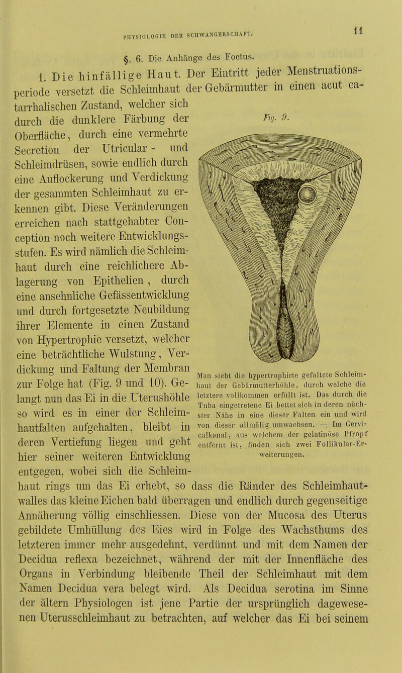 Fig. 9. §. 6. Die Anhänge des Foetus, 1 Die hinfällige Haut. Der Eintritt jeder Menstruations- periode versetzt die Schleimhaut der Gebärmutter in einen acut ca- tarrhalischen Zustand, welcher sich durch die dunklere Färbung der Oberfläche, durch eine vermehrte Secretion der Utricular - und Schleimdrüsen, sowie endlich durch eine Auflockerung und Verdickung der gesammten Schleimhaut zu er- kennen gibt. Diese Veränderungen erreichen nach stattgehabter Con- ception noch weitere Entwicklungs- stufen. Es wird nämlich die Schleim- haut durch eine reichlichere Ab- lagerimg von Epithelien , durch eine ansehnliche Gefässentwicklung und durch fortgesetzte Neubildung ihrer Elemente in einen Zustand von Hypertrophie versetzt, welcher eine beträchtliche Wulstung, Ver- dickimg und Faltung der Membran zur Folge hat (Fig. 9 und 10). Ge- Man sieht die hypertrophirte gefaltete Sclileim- iiaut der Gebärmutterliölile, durch welche die langt nun das Ei in die üterUShÖhle letztere vollkommen ermilt ist Das durch die so wird es in einer der Schleim- Tuba eingetretene Ei bettet sich in deren näch- ster Nähe in eine dieser Falten ein und wird hautfalten aufgehalten, bleibt in von dieser allmälig umwachsen. - im Cervi= 1 1 j. calkanal, aus welchem der gelatinöse Pfropf deren VertieiUng liegen und geht entfernt ist, finden sich zwei Follikular-Er- hier seiner weiteren Entwicklung Weiterungen, entgegen, wobei sich die Schleim- haut rings um das Ei erhebt, so dass die Eänder des Schleimhaut- walles das kleine Eichen bald überragen und endlich durch gegenseitige Annäherung völlig einschliessen. Diese von der Mucosa des Uterus gebildete Umhüllung des Eies wird in Folge des Wachsthiuns des letzteren immer mehr ausgedehnt, verdünnt und mit dem Namen der Decidua reflexa bezeichnet, während der mit der Innenfläche des Organs in Verbindung bleibende Theil der Schleimhaut mit dem Namen Decidua vera belegt wird. Als Decidua serotina im Sinne der ältem Physiologen ist jene Partie der ursprünglich dagewese- nen Uterusschleimhaut zu betrachten, auf welcher das Ei bei seinem