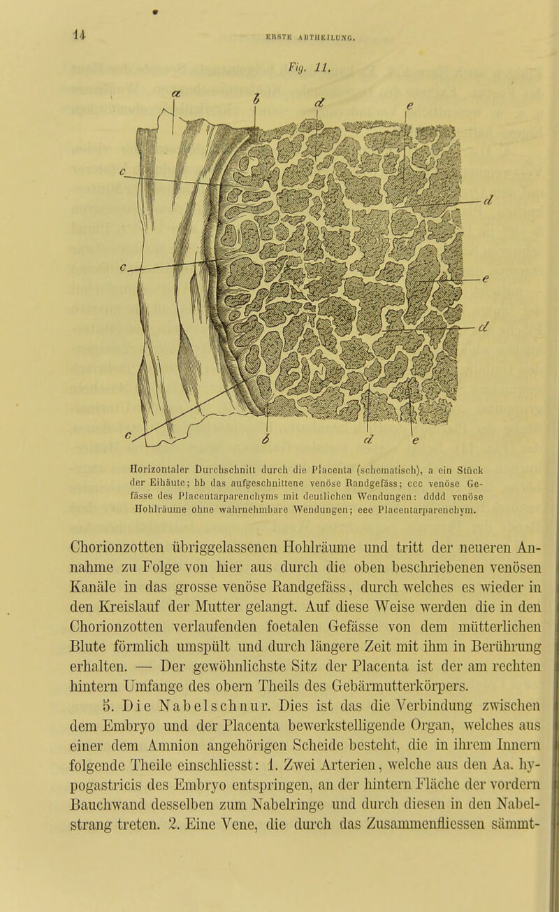 Horizontaler Durchschnitt durch die P'acenta (schematisch), a ein Stück der Eihäute; bb das aufgeschnittene Tcnöse Randgefäss; ccc venöse Ge- fässe des Placentarparenchyms mit deutlichen Wendungen: dddd venöse Hohlräume ohne wahrnehmbare Wendungen; eee Placentarparencbym. Chorionzotten übriggelassenen Hohlräume und tritt der neueren An- nahme zu Folge von hier aus durch die oben beschriebenen venösen Kanäle in das grosse venöse Randgefäss, durch welches es meder in den Kreislauf der Mutter gelangt. Auf diese Weise werden die in den Chorionzotten verlaufenden foetalen Gefässe von dem mütterhchen Blute förmlich umspült und durch längere Zeit mit ihm in Berührung erhalten. — Der gewöhnlichste Sitz der Placenta ist der am rechten hintern Umfange des obern Theils des Gebärmutterkörpers. 5. Die Nabelschnur. Dies ist das die Verbindung zwischen dem Embryo und der Placenta beAverkstelligende Organ, welches aus einer dem Amnion angehörigen Scheide besteht, die in ihrem Innern folgende Theile einschliesst: 1. Zwei Arterien, welche aus den Aa. liy- pogastricis des Embryo entspringen, an der hintern Fläche der vordem Bauchwand desselben zum Nabelringe und durch diesen in den Nabel- strang treten. 2. Eine Vene, die durch das Zusammenfliessen sämmt-