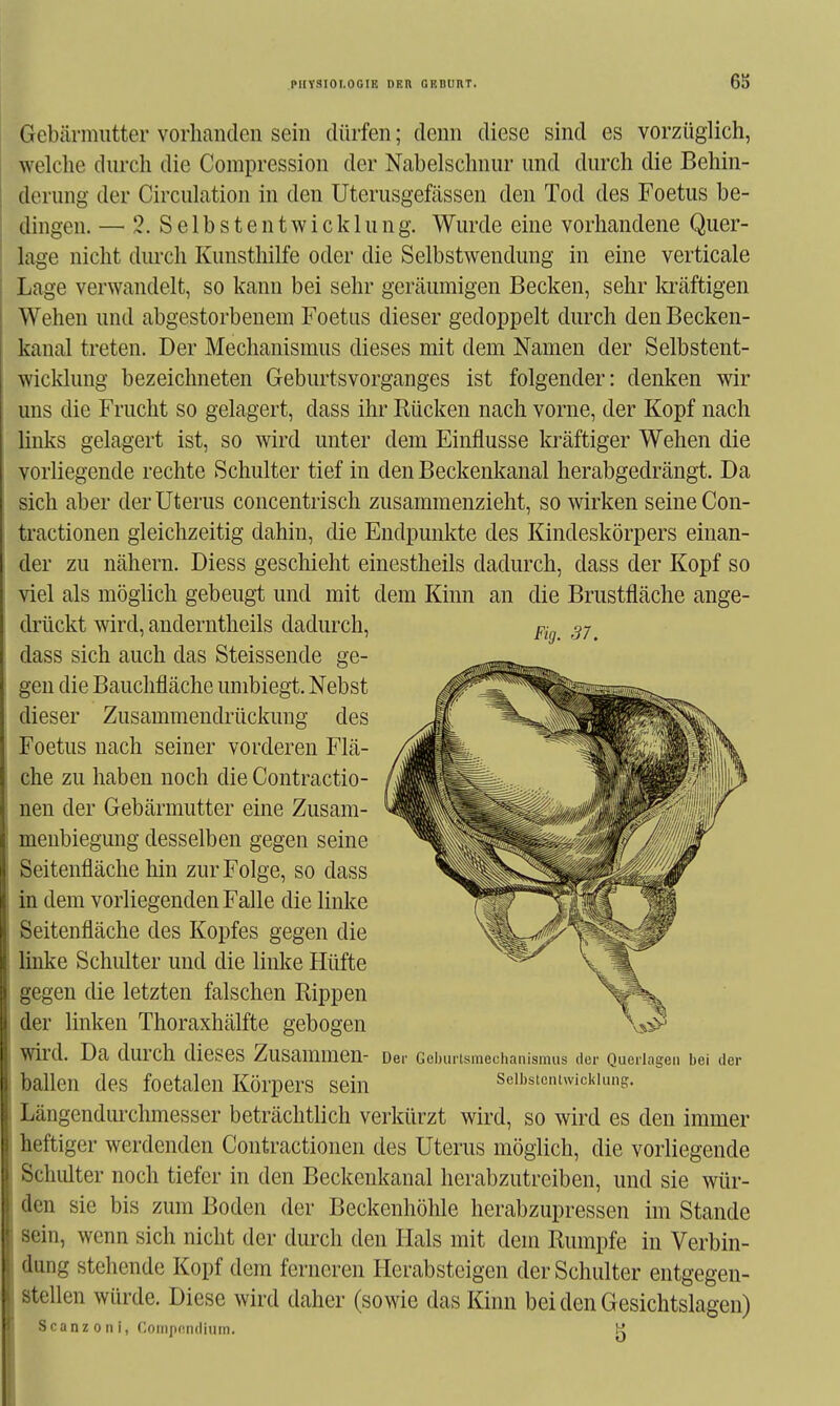 Gebärmutter vorhanden sein dürfen; denn diese sind es vorzüglich, welche durch die Compression der Nabelschnur und durch die Behin- derung der Circulation in den Uterusgefässen den Tod des Foetus be- dingen. — 2. S e 1 b s t e n t w i c k 1 u n g. Wurde eine vorhandene Quer- lage nicht durch Kunsthilfe oder die Selbstwendung in eine verticale Lage verwandelt, so kann bei sehr geräumigen Becken, sehr lo-äftigen Wehen und abgestorbenem Foetus dieser gedoppelt durch den Becken- kanal treten. Der Mechanismus dieses mit dem Namen der Selbstent- wicldung bezeichneten Geburtsvorganges ist folgender: denken wir uns die Frucht so gelagert, dass ihr Rücken nach vorne, der Kopf nach links gelagert ist, so wird unter dem Einflüsse kräftiger Wehen die vorliegende rechte Schulter tief in den Beckenkanal herabgedrängt. Da sich aber der Uterus concentrisch zusammenzieht, so wirken seine Con- tractionen gleichzeitig dahin, die Endpunkte des Kindeskörpers einan- der zu nähern. Diess geschieht einestheils dadurch, dass der Kopf so viel als möglich gebeugt und mit dem Kinn an die Brustfläche ange- drückt wird, anderntheils dadurch, dass sich auch das Steissende ge- gen die Bauclifläche umbiegt. Nebst dieser Zusammendrückung des Foetus nach seiner vorderen Flä- che zu haben noch die Contractio- nen der Gebärmutter eine Zusam- meubiegung desselben gegen seine Seitenfläche hin zur Folge, so dass in dem vorliegenden Falle die linke Seitenfläche des Kopfes gegen die linke Schulter und die linke Hüfte gegen die letzten falschen Rippen der linken Thoraxhälfte gebogen wird. Da durch dieses Zusammen- Der Ccburtsmechanismus der nuoilngen bei der ballen des foetalen Körpers sein seibstciuwickiuns. Längendurchmesser beträchtlich verkürzt wird, so wird es den immer heftiger werdenden Contractionen des Uterus möglich, die vorliegende Schlüter noch tiefer in den Beckenkanal herabzutreiben, und sie wür- den sie bis zum Boden der Beckenhöhle herabzupressen im Stande sein, wenn sich nicht der durch den Hals mit dem Rumpfe in Verbin- dung stehende Kopf dem ferneren Herabsteigen der Schulter entgegen- stellen würde. Diese wird daher (sowie das Kinn bei den Gesichtslagen) Scanz 0 n i, Compendium. « Fig. 31,