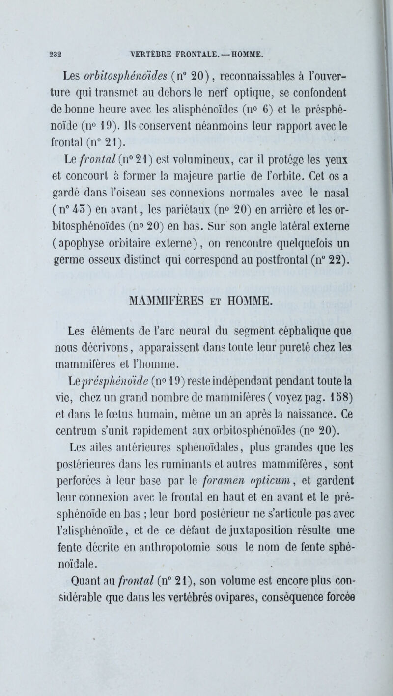 Les orbitosphénoïdes (n° 20), reconnaissables à l’ouver- ture qui transmet au dehors le nerf optique, se confondent de bonne heure avec les alisphénoïdes (n° 6) et le présphé- noïde (n° 19). Ils conservent néanmoins leur rapport avec le frontal (n° 21). Le frontal (n° 21) est volumineux, car il protège les yeux et concourt à former la majeure partie de l’orbite. Cet os a gardé dans l’oiseau ses connexions normales avec le nasal ( n° 45) en avant, les pariétaux (n° 20) en arrière et les or- bitosphénoïdes (n° 20) en bas. Sur son angle latéral externe (apophyse orbitaire externe), on rencontre quelquefois un germe osseux distinct qui correspond au postfrontal (n° 22). MAMMIFÈRES et HOMME. Les éléments de l’arc neural du segment céphalique que nous décrivons, apparaissent dans toute leur pureté chez les mammifères et l’homme. Leprésphénoide (n° 19) reste indépendant pendant toute la vie, chez un grand nombre de mammifères ( voyez pag. 158) et dans le fœtus humain, même un an après la naissance. Ce centrum s’unit rapidement aux orbitosphénoïdes (n° 20). Les ailes antérieures sphénoïdales, plus grandes que les postérieures dans les ruminants et autres mammifères, sont perforées à leur base par le foramen opticum, et gardent leur connexion avec le frontal en haut et en avant et le pré- sphénoïde en bas ; leur bord postérieur ne s’articule pas avec l’alisphénoïde, et de ce défaut de juxtaposition résulte une fente décrite en anthropotomie sous le nom de fente sphé- noïdale. Quant au frontal (n° 21), son volume est encore plus con- sidérable que dans les vertébrés ovipares, conséquence forcée