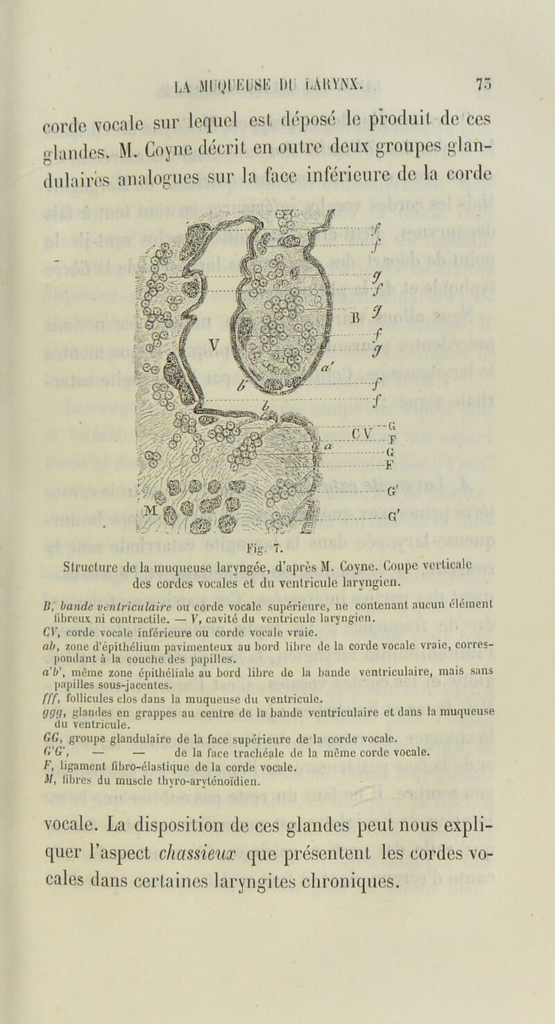 i\ MKjn^iivSi!: un nAimxx. 7> corde vocale sur lequel esl, déposé le produit de ces O laudes. M. Cojue décrit en outre deux groupes glan- dulaires analogues sur la face inférieure de la corde structure de la muqueuse laryngée, d’après M. Coyne. Coupe verticale des cordes vocales cl du ventricule laryngien. B,' bande ventriculaire ou corde vocale supérieure, ne contenant aucun clément libreux ni contractile. — V, cavité du ventricule laryngien. Cr, corde vocale inférieure ou corde vocale vraie. ah, zone d'épithélium paviincnteux au bord libre de la corde vocale vraie, corres- pondant à la couche des papilles. a'b', même zone épithéliale au bord libre de la bande ventriculaire, mais sans papilles sous-jacentes. fff, follicules clos dans la muqueuse du ventricule. (jgg, glandes en grappes au centre de la bande ventriculaire et dans la muqueuse du ventricule. GG, groupe glandulaire de la face supérieure de la corde vocale. G'G', — — de la face trachéale de la même corde vocale. F, ligament fibro-élastiquc de la corde vocale. il/, libres du muscle tbyro-aryténoïdien. vocale. La disposition de ces glandes peut nous expli- quer l’aspect chassieux que présentent les cordes vo- cales dans certaines laryngites chroniques.