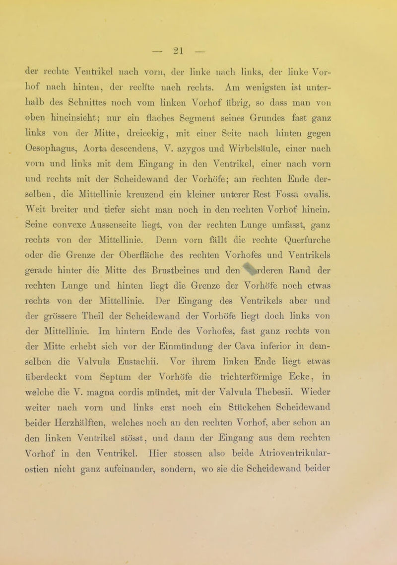 der rechte Ventrikel nach vorn, der linke nach links, der linke Vor- hof nach hinten, der rechte nach rechts. Am wenigsten ist unter- halb des Schnittes noch vom linken Vorhof übrig, so dass man von oben hineinsieht; nur ein flaches Segment seines Grundes fast ganz links von der Mitte, dreieckig, mit einer Seite nach hinten gegen Oesophagus, Aorta descendens, V. azygos und Wirbelsäule, einer nach vorn und links mit dem Eingang in den Ventrikel, einer nach vorn und rechts mit der Scheidewand der Vorhöfe; am rechten Ende der- selben, die Mittellinie kreuzend ein kleiner unterer Eest Fossa ovalis. Weit breiter und tiefer sieht man noch in den rechten Vorhof hinein. Seine convexe Aussenseite liegt, von der rechten Lunge umfasst, ganz rechts von der Mittellinie. Denn vorn fällt die rechte Querfurche oder die Grenze der Oberfläche des rechten Vorhofes und Ventrikels gerade hinter die Mitte des Brustbeines und den fcrderen Rand der rechten Lunge und hinten liegt die Grenze der Vorhöfe noch etwas rechts von der Mittellinie. Der Eingang des Ventrikels aber und der grössere Theil der Scheidewand der Vorhöfe liegt doch links von der Mittellinie. Im hintern Ende des Vorhofes, fast ganz rechts von der Mitte erhebt sich vor der Einmündung der Cava inferior in dem- selben die Valvula Eustachii. Vor ihrem linken Ende liegt etwas überdeckt vom Septum der Vorhöfe die trichterförmige Ecke, in welche die A7. magna cordis mündet, mit der Valvula Thebesii. Wieder weiter nach vorn und links erst noch ein Stückchen Scheidewand beider Herzhälften, welches noch an den rechten Vorhof, aber schon an den linken A^entrikel stösst, und dann der Eingang aus dem rechten A^orhof in den Ventrikel. Hier stossen also beide Atrioventrikular- ostien nicht ganz aufeinander, sondern, wo sie die Scheidewand beider