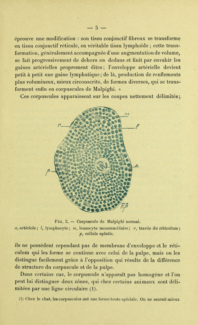 éprouve une modification : son tissu conjonctif fibreux se transforme en tissu conjonctif réticulé, en véritable tissu lymphoïde ; cette trans- formation, généralement accompagnée d'une augmentation de volume, se fait progressivement de dehors en dedans et finit par envahir les gaines artérielles proprement dites ; l'enveloppe artérielle devient petit à petit une gaine lymphatique; de là, production de renflements plus volumineux, mieux circonscrits, de formes diverses, qui se trans- forment enfin en corpuscules de Malpighi. » Ces corpuscules apparaissent sur les coupes nettement délimités; Fig. 2. — Corpuscule de Malpighi normal. a, artériole ; l, lymphocyte; m, leucocyte mononucléaire; r, travée du réticulum ; p, cellule aplatie. ils ne possèdent cependant pas de membrane d'enveloppe et le réti- culum qui les forme se contiuue avec celui de la pulpe, mais on les distingue facilement grâce à l'opposition qui résulte de la différence de structure du corpuscule et de la pulpe. Dans certains cas, le corpuscule n'apparaît pas homogène et l'on peut lui distinguer deux zones, qui chez certains animaux sont déli- mitées par une ligne circulaire (1). (1) Chez le chat, les corpuscules ont une forme toute spéciale. On ne saurait mieux