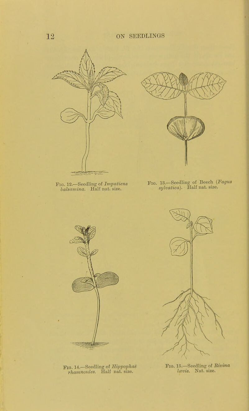 Fig. 14.—Soodlinft of Hippophae rhamiiotdes. Half iiat. size. Fio. 15.—Seedling of Rivina Icevis. Nat. size.