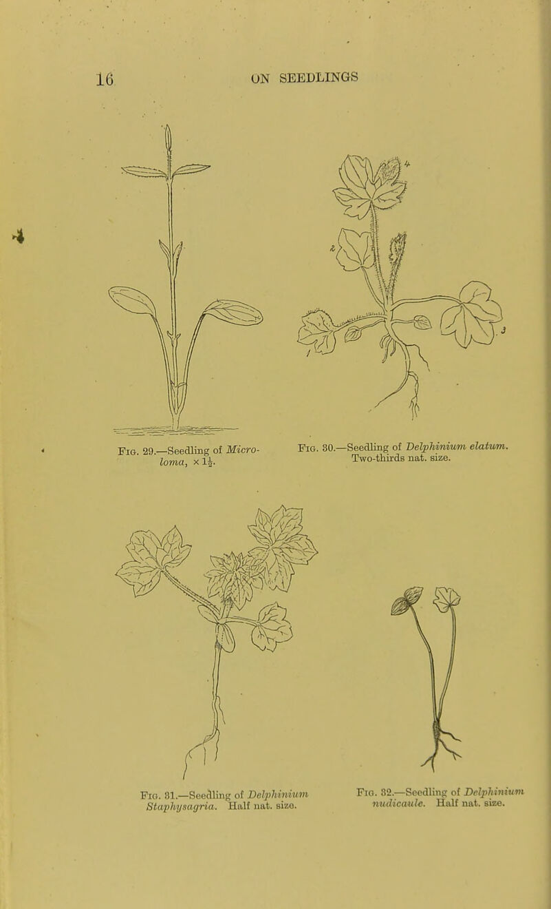 Fig. 81.—Seedling of Delphiriiuvi Fig. 32.—Seedlinft of Delphinium Staphyaagria. Half nat. size. nudicmde. Half nat. size.