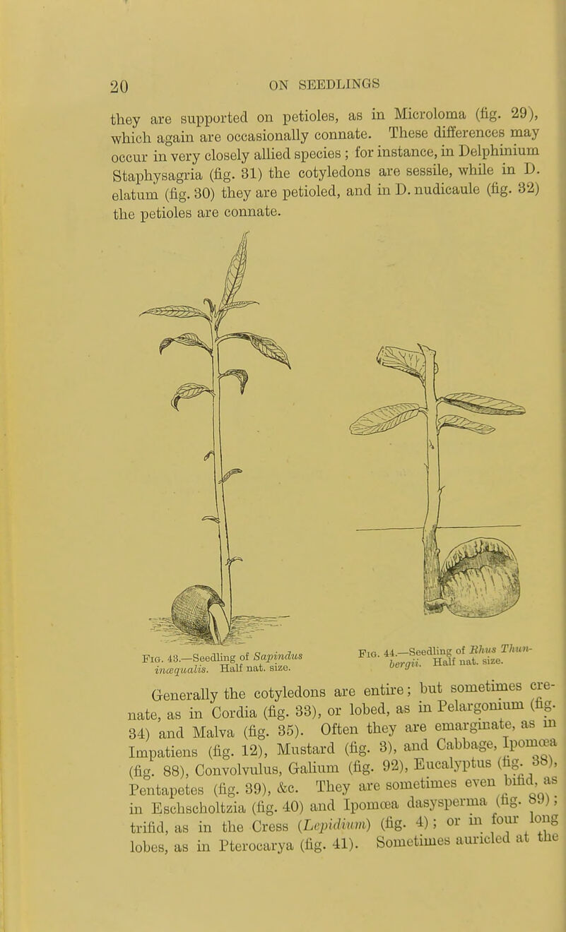 they are supported on petioles, as in Microloma (fig. 29), which again are occasionally connate. These differences may occur in very closely alhed species ; for instance, in Delphinium Staphysagria (fig. 31) the cotyledons are sessile, while in D. elatum (fig. 30) they are petioled, and in D. nudicaule (fig. 32) the petioles are connate. Fig. 43.—Seedling of Sapindus incequalis. Half nat. size. Pig. 44.—Seedling of Bhii^ Thuiv- bergii. Half nat. size. Generally the cotyledons are entire; but sometmies cre- nate, as in Cordia (fig. 33), or lobed, as in Pelargomum (fig. 34) and Malva (fig. 35). Often they are emargmate, as m Impatiens (fig. 12), Mustard (fig. 3), and Cabbage, Iponi^a (fig. 88), Convolvulus, Galium (fig. 92), Eucalyptus (fag. 38), Pentapetes (fig. 39), &c. They are sometimes even bifid as in Eschscholtzia (fig. 40) and Ipomoea dasysperma (fag. bJ); trifid, as in the Cress {Lepidmui) (fig. 4); or m four long lobes, as in Pterocarya (fig. 41). Sometimes auricled at tlie