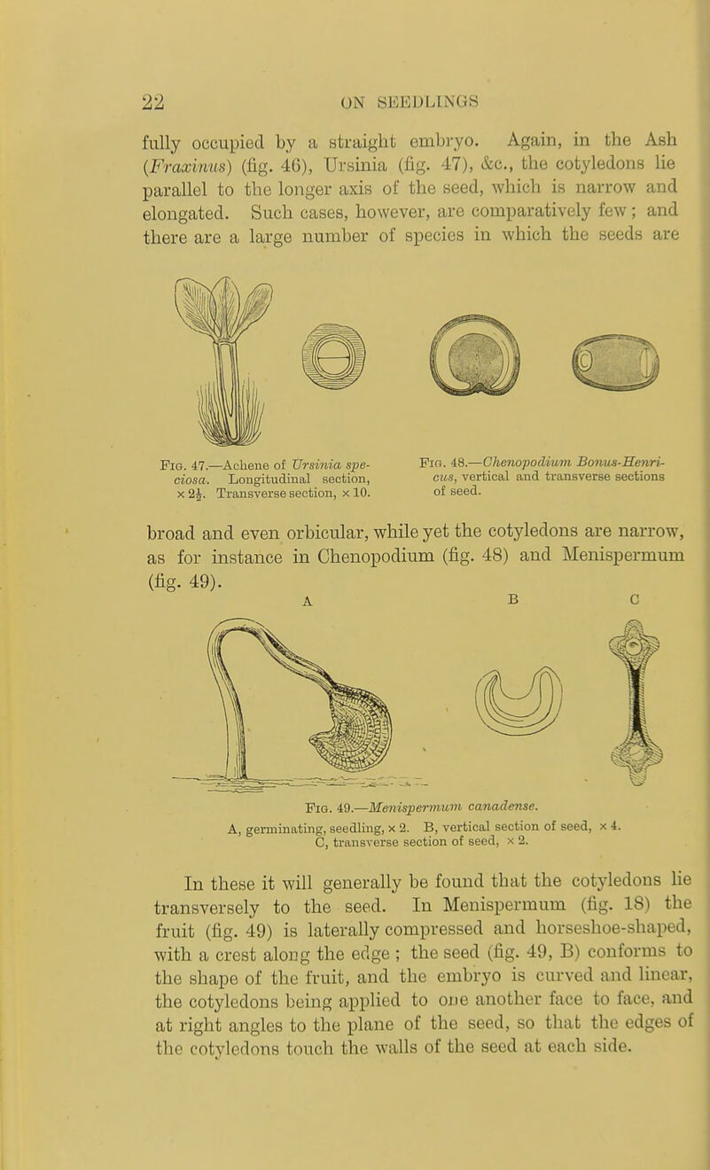 i'ully occupied by a straight embi-yo. Again, in the Ash (Fraxinus) (fig. 46), Ursinia (fig. 47), &c., the cotyledons he parallel to the longer axis of the seed, which is narrow and elongated. Such eases, however, are comparatively few; and there are a large number of species in which the seeds are Pig. 47.—Achene of Ursinia spe- Fig. i8.—Chenopodium Bonus-Menri- ciosa. Longitudinal section, cits, vertical and transverse sections X 2i. Transverse section, x 10. of seed. broad and even orbicular, while yet the cotyledons are narrow, as for instance in Chenopodium (fig. 48) and Menispermum (fig. 49). A B C Fig. 49.—Menispermum canadense. A, germinating, seedling, x 2. B, vertical section of seed, x 4. C, transverse section of seed, x 2. In these it will generally be found that the cotyledons He transversely to the seed. In Menispermum (fig. 18) the fruit (fig. 49) is laterally compressed and horseshoe-shaped, with a crest along the edge ; the seed (fig. 49, B) conforms to the shape of the fruit, and the embryo is curved and linear, the cotyledons being applied to one another face to face, and at right angles to the plane of the seed, so that the edges of the cotyledons touch the walls of the seed at each side.