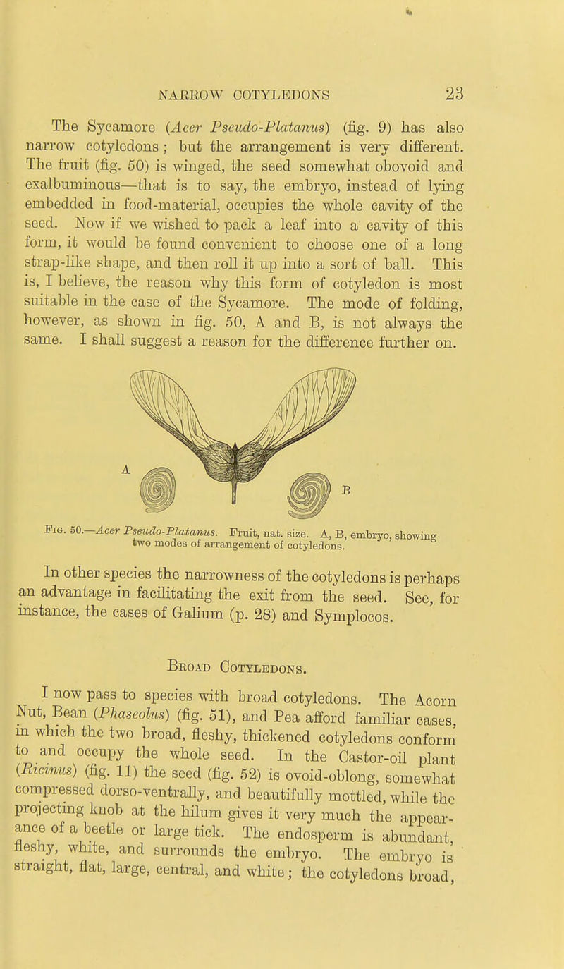 The Sycamore (Acer Pseudo-Platanus) (fig. 9) has also narrow cotyledons ; but the arrangement is very different. The fruit (fig. 50) is winged, the seed somewhat obovoid and exalbuminous—that is to say, the embryo, instead of lying embedded in food-material, occupies the whole cavity of the seed. Now if we wished to pack a leaf into a cavity of this form, it would be found convenient to choose one of a long strap-like shape, and then roll it up into a sort of ball. This is, I believe, the reason why this form of cotyledon is most suitable in the case of the Sycamore. The mode of folding, however, as shown in fig. 50, A and B, is not always the same. I shall suggest a reason for the difference further on. Fig. m.—Acer Pseudo-Platanus. Fruit, nat. size. A, B, embryo, showing two modes of arrangement of cotyledons. In other species the narrowness of the cotyledons is perhaps an advantage in facilitating the exit from the seed. See, for instance, the cases of GaHum (p. 28) and Symplocos. Broad Cotyledons. I now pass to species with broad cotyledons. The Acorn Nut, Bean (Phaseolus) (fig. 51), and Pea afford famihar cases m which the two broad, fleshy, thickened cotyledons conform to and occupy the whole seed. In the Castor-oil plant {Bicznus) (fig. 11) the seed (fig. 52) is ovoid-oblong, somewhat compressed dorso-ventrally, and beautifully mottled, while the prqiectmg knob at the hilum gives it very much the appear- ance of a beetle or large tick. The endosperm is abundant, fleshy, white, and surrounds the embryo. The embryo is straight, flat, large, central, and white; the cotyledons broad