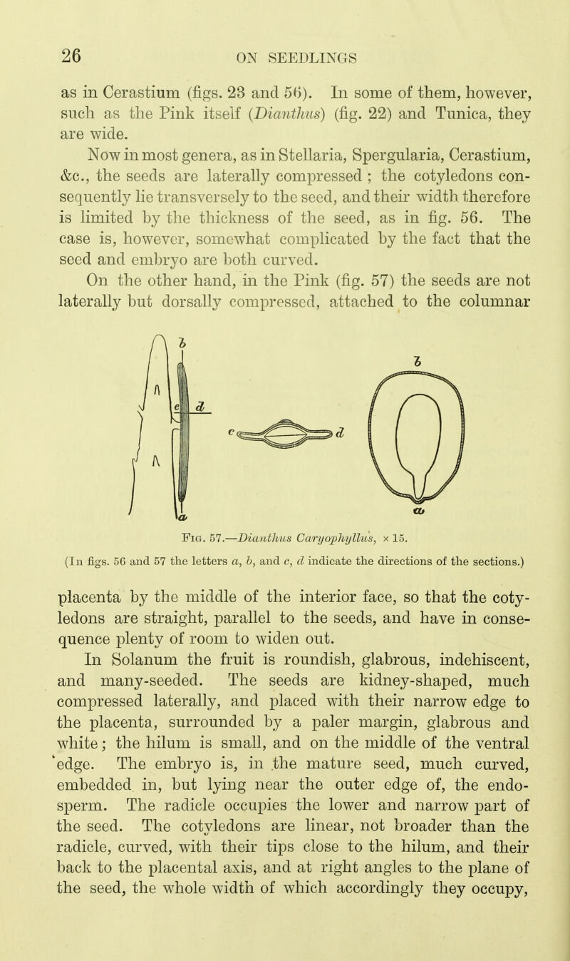 as in Cerastium (figs. 23 and 56). In some of them, however, such as the Pink itself {Dianthus) (fig. 22) and Tunica, they are wide. Now in most genera, as in Stellaria, Spergularia, Cerastium, &c., the seeds are laterally compressed ; the cotyledons con- sequently lie transversely to the seed, and their width, therefore is limited by the thickness of the seed, as in fig. 56. The case is, however, somewhat complicated by the fact that the seed and embryo are both curved. On the other hand, in the Pink (fig. 57) the seeds are not laterally but dor sally compressed, attached to the columnar (In figs. 56 and 57 the letters a, h, and c, d indicate the directions of the sections.) placenta by the middle of the interior face, so that the coty- ledons are straight, parallel to the seeds, and have in conse- quence plenty of room to widen out. In Solanum the fruit is roundish, glabrous, indehiscent, and many-seeded. The seeds are kidney-shaped, much compressed laterally, and placed with their narrow edge to the placenta, surrounded by a paler margin, glabrous and white; the hilum is small, and on the middle of the ventral 'edge. The embryo is, in the mature seed, much curved, embedded in, but lying near the outer edge of, the endo- sperm. The radicle occupies the lower and narrow part of the seed. The cotvledons are linear, not broader than the radicle, curved, with their tips close to the hilum, and their back to the placental axis, and at right angles to the plane of the seed, the whole width of which accordingly they occupy. Fig. 57.—Dianthus Caryophyllus, x 15.