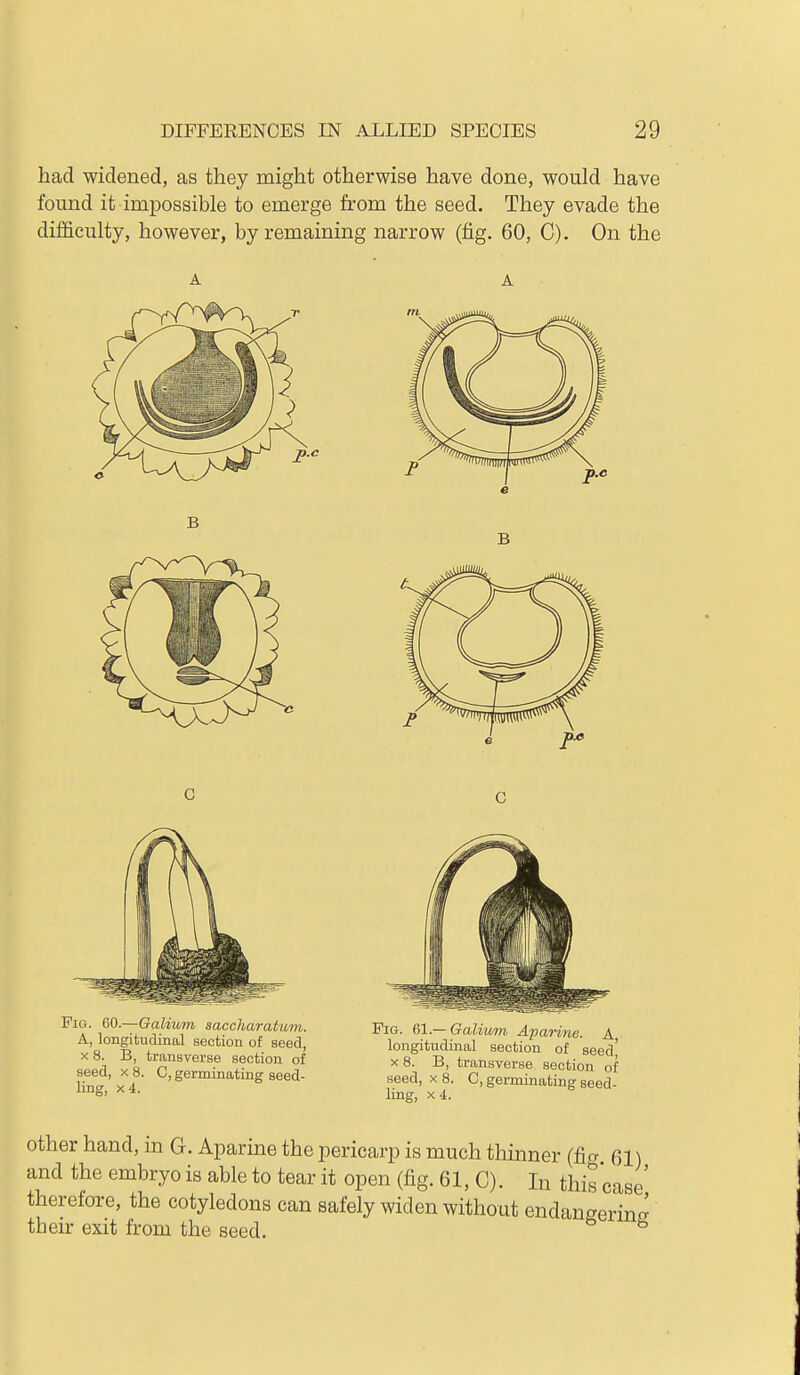 had widened, as they might otherwise have done, would have found it impossible to emerge from the seed. They evade the difficulty, however, by remaining narrow (fig. 60, C). On the Fig. 60.—Galium saccharatum. A, longitudinal section of seed, X 8. B, transverse section of seed, X 8. C, germinating seed- ling, X 4. Pig. Galium Apa7-ine. A longitudinal section of seed' X 8. B, transverse section of seed, X 8. C, germinating seed- ling, X 4. other hand, in G. Aparine the pericarp is much thinner (fig 61) and the embryo is able to tear it open (fig. 61, C). In this case therefore, the cotyledons can safely widen without endangering their exit from the seed.