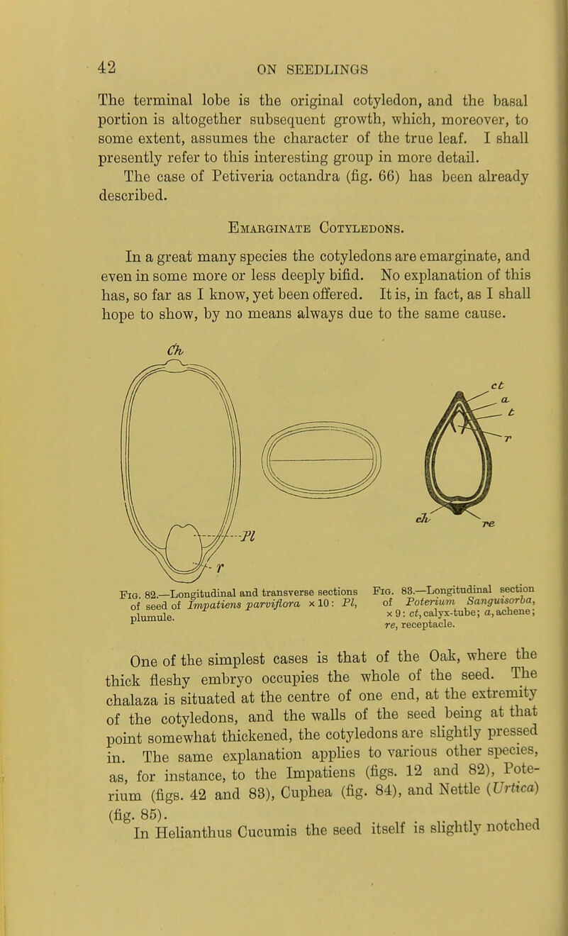 The terminal lobe is the original cotyledon, and the basal portion is altogether subsequent growth, which, moreover, to some extent, assumes the character of the true leaf. I shall presently refer to this interesting group in more detail. The case of Petiveria octandra (fig. 66) has been already described. Emabginate Cotyledons. In a great many species the cotyledons are emarginate, and even in some more or less deeply bifid. No explanation of this has, so far as I know, yet been offered. It is, in fact, as I shall hope to show, by no means always due to the same cause. Pig. 82.—Longitudinal and transverse sections of seed of Invpatiens parviflora x 10: PI, plumule. Fig. 83.—Longitudinal section of Foterium Sanguisorba, X 9: ci, calyx-tube; a, achene; re, receptacle. One of the sunplest cases is that of the Oak, where the thick fleshy embryo occupies the whole of the seed. The chalaza is situated at the centre of one end, at the extremity of the cotyledons, and the walls of the seed bemg at that point somewhat thickened, the cotyledons are sHghtly pressed The same explanation appUes to various other species m as, for instance, to the Impatiens (figs. 12 and 82), Pote- rium (figs. 42 and 83), Cuphea (fig. 84), and Nettle (Urhca) (fig. 85). ^ , , In Helianthus Cucumis the seed itself is slightly notched