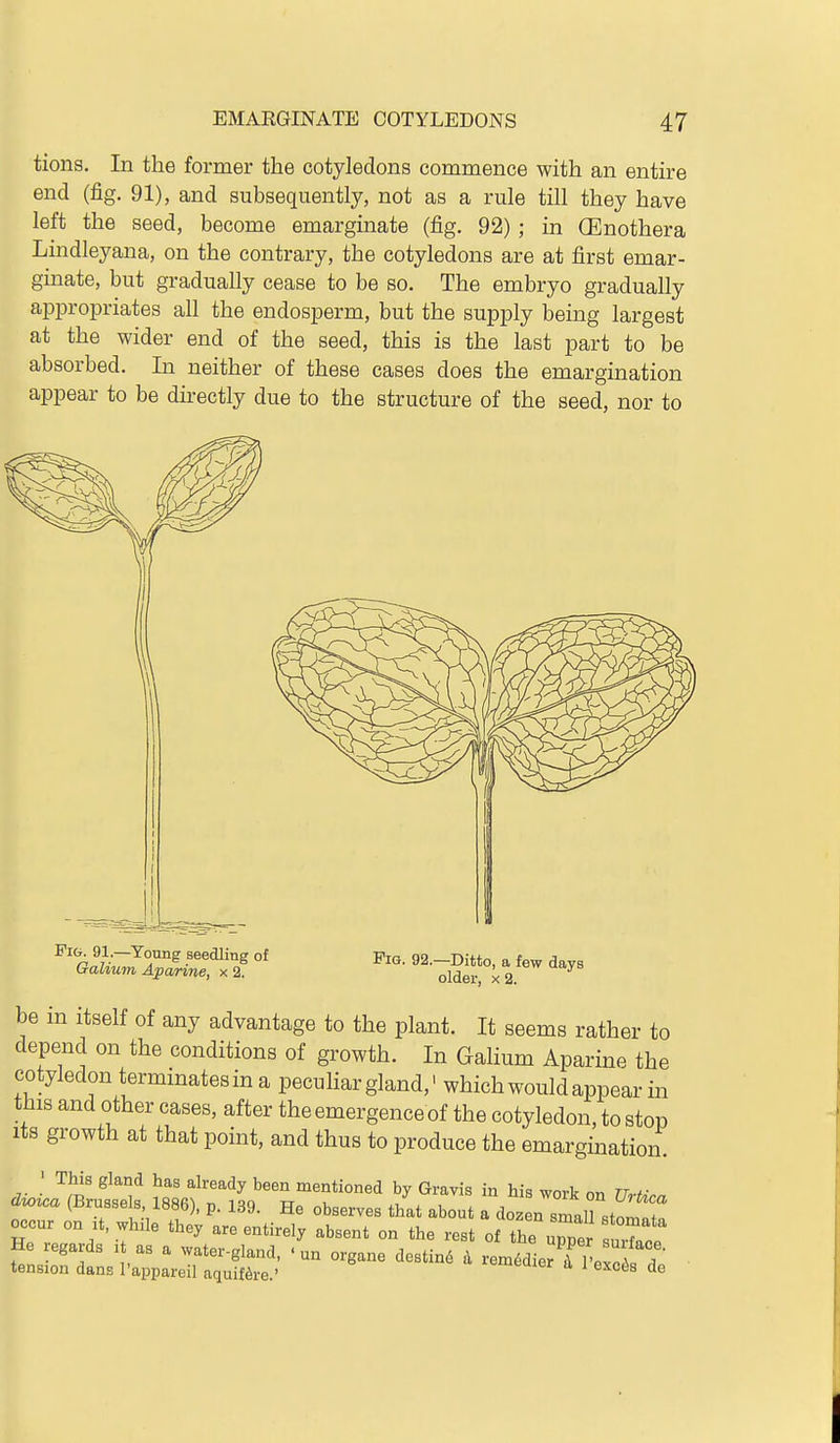 tions. In the former the cotyledons commence with an entire end (fig. 91), and subsequently, not as a rule till they have left the seed, become emarginate (fig. 92) ; in (Enothera Lnidleyana, on the contrary, the cotyledons are at first emar- ginate, but gradually cease to be so. The embryo gradually appropriates all the endosperm, but the supply being largest at the wider end of the seed, this is the last part to be absorbed. In neither of these cases does the emargination appear to be directly due to the structure of the seed, nor to Fig. 91.—Young seedling of Galium Aparine, x 2. Pig. 92.—Ditto, a few days older, X 2. be m itself of any advantage to the plant. It seems rather to depend on the conditions of growth. In Galium Aparine the cotyledon terminates in a peculiar gland,' which would appear in this and other cases, after the emergence of the cotyledon, to stop Its growth at that point, and thus to produce the emargination. ' This gland has already been mentioned by Gravis in his work nn rrw cZ^o^ca (Brussels 1886), p. 139. He observes that about a dten slZ^Z occur on It, wh.le they are entirely absent on the rest of the upper suTl He regards i as a water-gland, - un organe dostin^ a remMier fpexc I d tension dans I'appareil aquif^re.' ^^«uier a I exc6s de