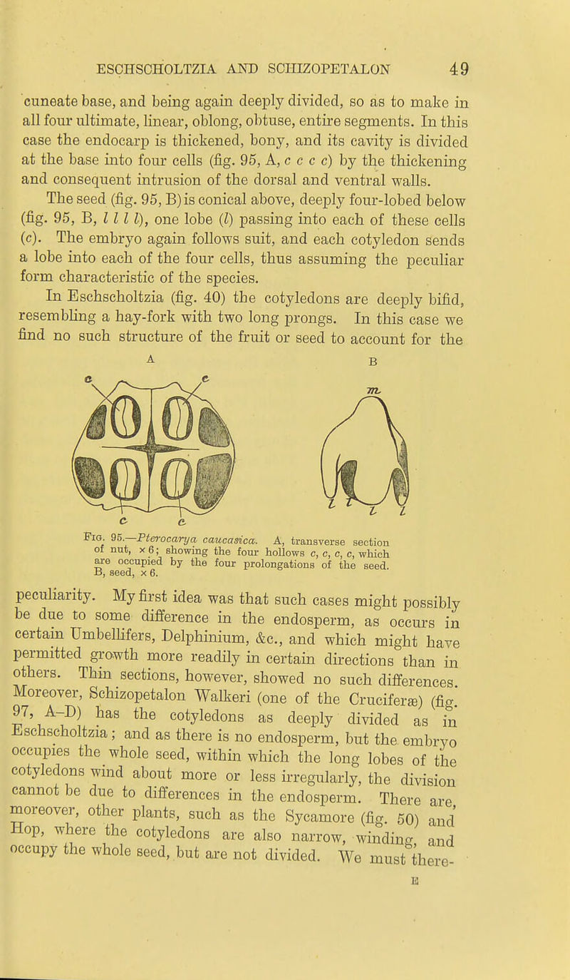 cuneate base, and being again deeply divided, so as to make in all four ultimate, linear, oblong, obtuse, entire segments. In this case the endocarp is thickened, bony, and its cavity is divided at the base into four cells (fig. 95, A, c c c c) by the thickening and consequent intrusion of the dorsal and ventral walls. The seed (fig. 95, B)is conical above, deeply four-lobed below (fig. 95, B, III I), one lobe (Z) passing into each of these cells (c). The embryo again follows suit, and each cotyledon sends a lobe into each of the four cells, thus assuming the peculiar form characteristic of the species. In Eschscholtzia (fig. 40) the cotyledons are deeply bifid, resembhng a hay-fork with two long prongs. In this case we find no such structure of the fruit or seed to account for the B Fig. 95.—Ftm-ocarija caucasica. A, transverse section of nut, X 6; showing the four hollows c, c, c, c, which axe occupied by the four prolongations of the seed. B, seed, x 6. peculiarity. My first idea was that such cases might possibly be due to some difference in the endosperm, as occurs in certain UmbelKfers, Delphinium, &c., and which might have permitted growth more readily in certain directions than in others. Thin sections, however, showed no such differences Moreover, Schizopetalon Walkeri (one of the Crucifer^) (fig. 97, A-D) has the cotyledons as deeply divided as in Eschscholtzia; and as there is no endosperm, but the embryo occupies the whole seed, within which the long lobes of the cotyledons wind about more or less irregularly, the division cannot be due to differences in the endosperm. There are moreover, other plants, such as the Sycamore (fig. 50) and Hop, where the cotyledons are also narrow, winding, and occupy the whole seed, but are not divided. We must here