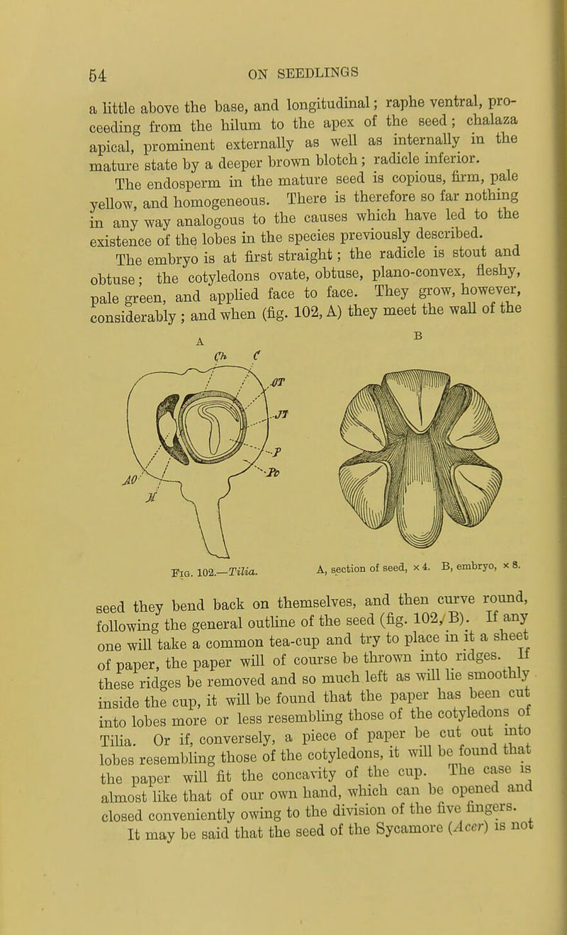 a little above the base, and longitudinal; raphe ventral, pro- ceeding from the hilum to the apex of the seed; chalaza apical, prominent externally as well as internally in the mature state by a deeper brown blotch; radicle inferior. The endosperm in the mature seed is copious, firm, pale yellow and homogeneous. There is therefore so far nothing in any way analogous to the causes which have led to the existence of the lobes in the species previously described. The embryo is at first straight; the radicle is stout and obtuse • the cotyledons ovate, obtuse, plano-convex, fleshy, pale green, and applied face to face. They grow, however, considerably ; and when (fig. 102, A) they meet the waU of the Fig. 102.-Tilia. A, section of seed, x 4. B, embryo, x 8. seed they bend back on themselves, and then curve round, following the general outline of the seed (fig. 102,/ B). If any one will take a common tea-cup and try to place m it a sheet of paper, the paper will of course be thrown into ridges, if these ridges be removed and so much left as will he smoothly inside the cup, it will be found that the paper has been cut into lobes more or less resembling those of the cotyledons of Tilia. Or if, conversely, a piece of paper be cut out into lobes resembling those of the cotyledons, it will be found that the paper will fit the concavity of the cup. The case is almost like that of our own hand, which can be opened and closed conveniently owing to the division of the five fingers. It may be said that the seed of the Sycamore (Acer) is not