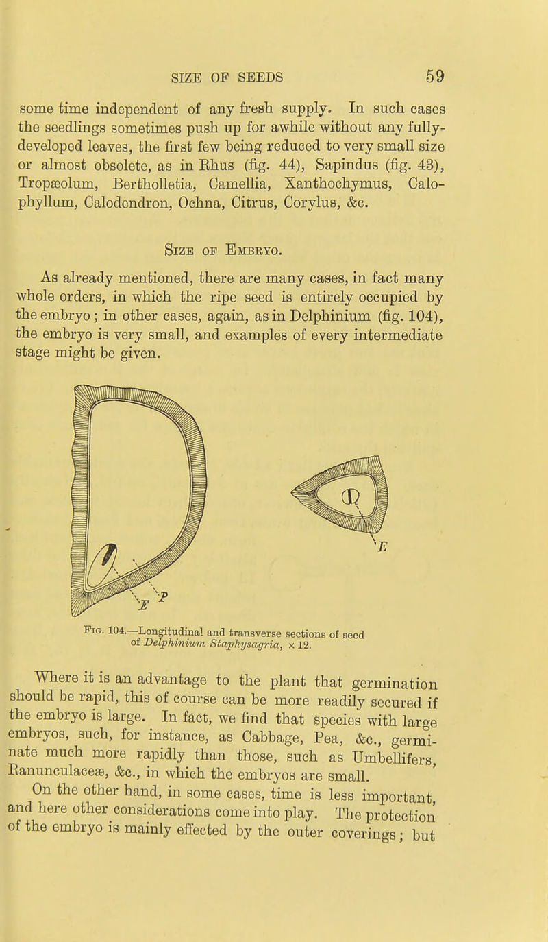 some time independent of any fresh supply. In such cases the seedhngs sometimes push up for awhile without any fully- developed leaves, the first few being reduced to very small size or almost obsolete, as in Ehus (fig. 44), Sapindus (fig. 43), Tropffiolum, BerthoUetia, Camellia, Xanthochymus, Calo- phyllum, Calodendron, Ochna, Citrus, Corylus, &c. As already mentioned, there are many cases, in fact many whole orders, in which the ripe seed is entirely occupied by the embryo; in other cases, again, as in Delphinium (fig. 104), the embryo is very small, and examples of every intermediate stage might be given. Where it is an advantage to the plant that germination should be rapid, this of course can be more readily secured if the embryo is large. In fact, we find that species with large embryos, such, for instance, as Cabbage, Pea, &c., germi- nate much more rapidly than those, such as UmbeUifers, Eanunculacese, &c., in which the embryos are small. On the other hand, in some cases, time is less important and here other considerations come into play. The protection of the embryo is mainly effected by the outer coverings • but Size of Embryo. Fig. 104—Longitudinal and transverse sections of seed of Belphinivm. Staphysagria, x 12.