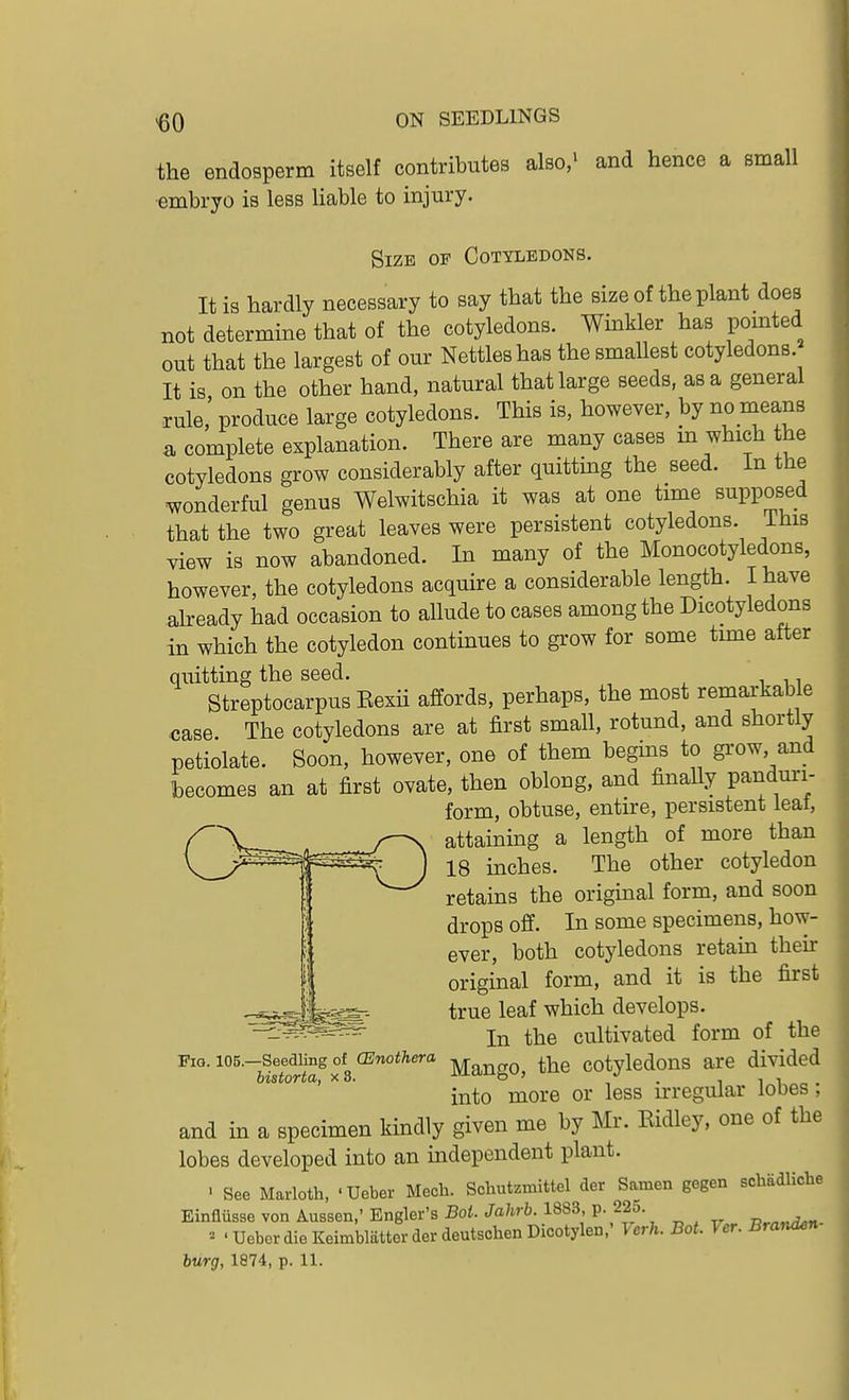 the endosperm itself contributes also,' and hence a small embryo is less liable to injury. Size op Cotyledons. It is hardly necessary to say that the size of the plant does not determine that of the cotyledons. Winkler has pomted out that the largest of our Nettles has the smallest cotyledons. It is on the other hand, natural that large seeds, as a general rule,' produce large cotyledons. This is, however, by no means a complete explanation. There are many cases m which the cotyledons grow considerably after quitting the seed. In the wonderful genus Welwitschia it was at one time supposed that the two great leaves were persistent cotyledons. This view is now abandoned. In many of the Monocotyledons, however, the cotyledons acquire a considerable length. I have already had occasion to allude to cases among the Dicotyledons in which the cotyledon continues to grow for some tune after quitting the seed. Streptocarpus Eexii affords, perhaps, the most remarkable case. The cotyledons are at first small, rotund, and shortly petiolate. Soon, however, one of them begins to grow and becomes an at first ovate, then oblong, and finaUy panduri- form, obtuse, entire, persistent leal, attaining a length of more than 18 inches. The other cotyledon retains the original form, and soon drops off. In some specimens, how- ever, both cotyledons retain their original form, and it is the first true leaf which develops. In the cultivated form of the Mango, the cotyledons are divided into more or less u-regular lobes; and in a specimen kindly given me by Mr. Kidley, one of the lobes developed into an mdependent plant. - See Marloth, 'Ueber Mech. Schutzmittel der Samen gegen schadliclie Einfliisse von Aussen,' Engler's Boi. Jahrb. 1883, p. 22o. r,,,,^^- ' Ueber die Keimbliitter der deutschen Dicotylen,' Icrh. Bot. Ver. Branden- burg, 1874, p. 11. Fig. 105.—Seedling of CEnothera historta, x 3.