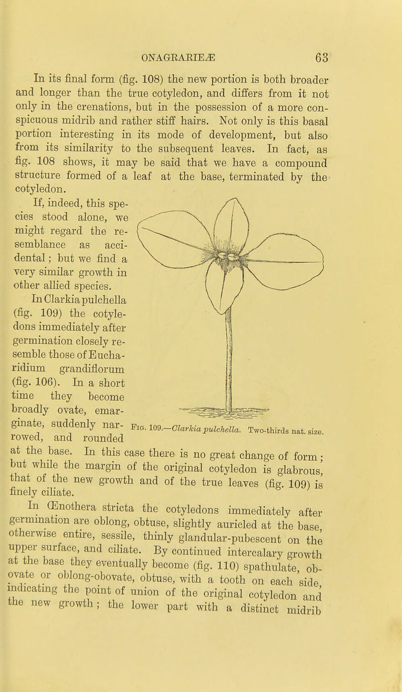 In its final form (fig. 108) the new portion is both broader and longer than the true cotyledon, and differs from it not only in the crenations, but in the possession of a more con- spicuous midrib and rather stiff hairs. Not only is this basal portion interesting in its mode of development, but also from its similarity to the subsequent leaves. In fact, as fig. 108 shows, it may be said that we have a compound structure formed of a leaf at the base, terminated by the cotyledon. If, indeed, this spe- cies stood alone, we might regard the re- semblance as acci- dental ; but we find a very similar growth in other allied species. In Clarkia pulchella (fig. 109) the cotyle- dons immediately after germination closely re- semble those of Eucha- ridium grandiflorum (fig. 106). In a short time they become broadly ovate, emar- ginate, suddenly nar- Fia. io9.-c^.rKa^.Zc;;r^wo.thirasnat.size rowed, and rounded at the base. In this case there is no great change of form • but while the margin of the original cotyledon is glabrous' that ol the new growth and of the true leaves (fig. 109) is finely cihate. In (Enothera stricta the cotyledons immediately after germmation are oblong, obtuse, slightly auricled at the base otherwise entire, sessile, thinly glandular-pubescent on the upper surface, and ciliate. By continued intercalary growth at the base they eventually become (fig. 110) spathulate, ob- ovate or oblong-obovate, obtuse, with a tooth on each side mdicatmg the point of union of the original cotyledon and the new growth; the lower part with a distinct midrib