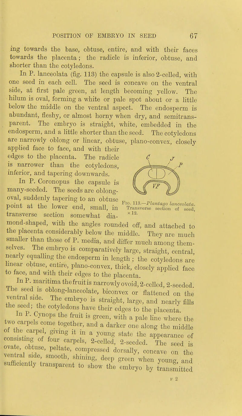 ing towards the base, obtuse, entire, and with their faces towards the placenta; the radicle is inferior, obtuse, and shorter than the cotyledons. In P. lanceolata (fig. 113) the capsule is also 2-celled, with one seed in each cell. The seed is concave on the ventral side, at first pale green, at length becoming yellow. The hilum is oval, forming a white or pale spot about or a little below the middle on the ventral aspect. The endosperm is abundant, fleshy, or almost horny when dry, and semitrans- parent. The embryo is straight, white, embedded in the endosperm, and a little shorter than the seed. The cotyledons are narrowly oblong or linear, obtuse, plano-convex, closely appHed face to face, and with their edges to the placenta. The radicle is narrower than the cotyledons, inferior, and tapering downwards. In P. Coronopus the capsule is many-seeded. The seeds are oblong- oval, suddenly tapering to an obtuse „ point at the lower end, small, in Trai';;;fi:^fi^:rtS; transverse section somewhat dia- mond-shaped, with the angles rounded off, and attached to the placenta considerably below the middle. They are much smaller than those of P. media, and differ much among them- selves. The embryo is comparatively large, straight, central, nearly equalhng the endosperm in length ; the cotyledons are mear obtuse, entire, plano-convex, thick, closely appHed face to face, and with their edges to the placenta. In Pmaritimathefruitis narrowly ovoid, 2-celled, 2-seeded. The seed IS oblong-lanceolate, biconvex or flattened on the ventral side. The embryo is straight, large, and nearly fills the seed; the cotyledons have their edges to the placenta. m P. Cynops the fruit is green, with a pale line where the two carpels come together, and a darker one along the middle ''^  appearance of consisting of four carpels, 2-celled, 2-seeded. The seed is ova e, obtuse, peltate, compressed dorsally, concave on the ventral side smooth, shining, deep green when young ai^ sufcciently transparent to show the embryo by transmit d v 2