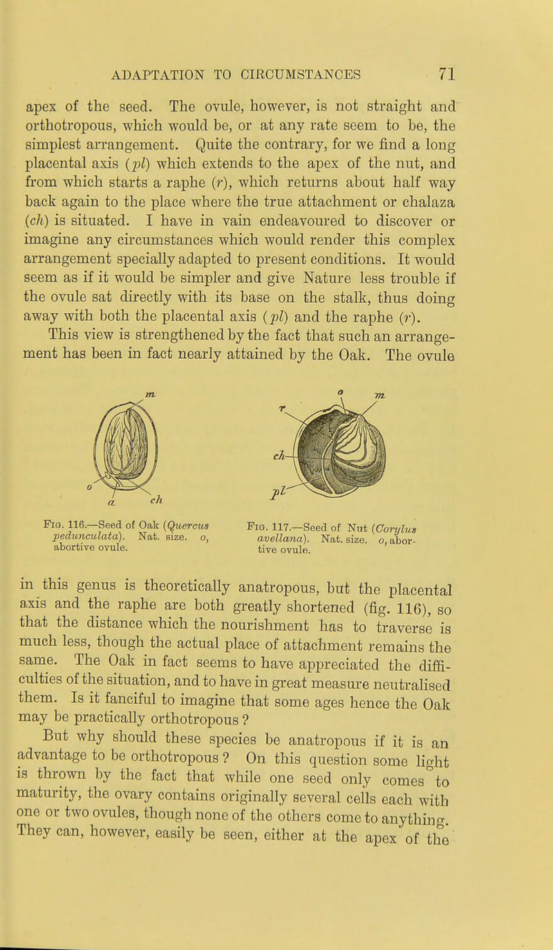 apex of the seed. The ovule, however, is not straight and orthotropous, which would be, or at any rate seem to be, the simplest arrangement. Quite the contrary, for we find a long placental axis (pi) which extends to the apex of the nut, and from which starts a raphe (r), which returns about half way back again to the place where the true attachment or chalaza (ch) is situated. I have in vain endeavoured to discover or imagine any circumstances which would render this complex arrangement specially adapted to present conditions. It would seem as if it would be simpler and give Nature less trouble if the ovule sat directly with its base on the stalk, thus doing away with both the placental axis (pi) and the raphe (r). This view is strengthened by the fact that such an arrange- ment has been in fact nearly attained by the Oak. The ovule Fig. 116—Seed of Oak (Quercus pedunculata). Nat. size, o, abortive ovule. Fig. 117.—Seed of Nut {Conjlua ayellana). Nat. size, o, abor- tive ovule. in this genus is theoretically anatropous, but the placental axis and the raphe are both greatly shortened (fig. 116), so that the distance which the nourishment has to traverse is much less, though the actual place of attachment remains the same. The Oak in fact seems to have appreciated the difii- culties of the situation, and to have in great measure neutrahsed them. Is it fanciful to imagine that some ages hence the Oak may be practically orthotropous ? But why should these species be anatropous if it is an advantage to be orthotropous ? On this question some light is thrown by the fact that while one seed only comes''to maturity, the ovary contains originally several cells each with one or two ovules, though none of the others come to any thin cr They can, however, easily be seen, either at the apex of the