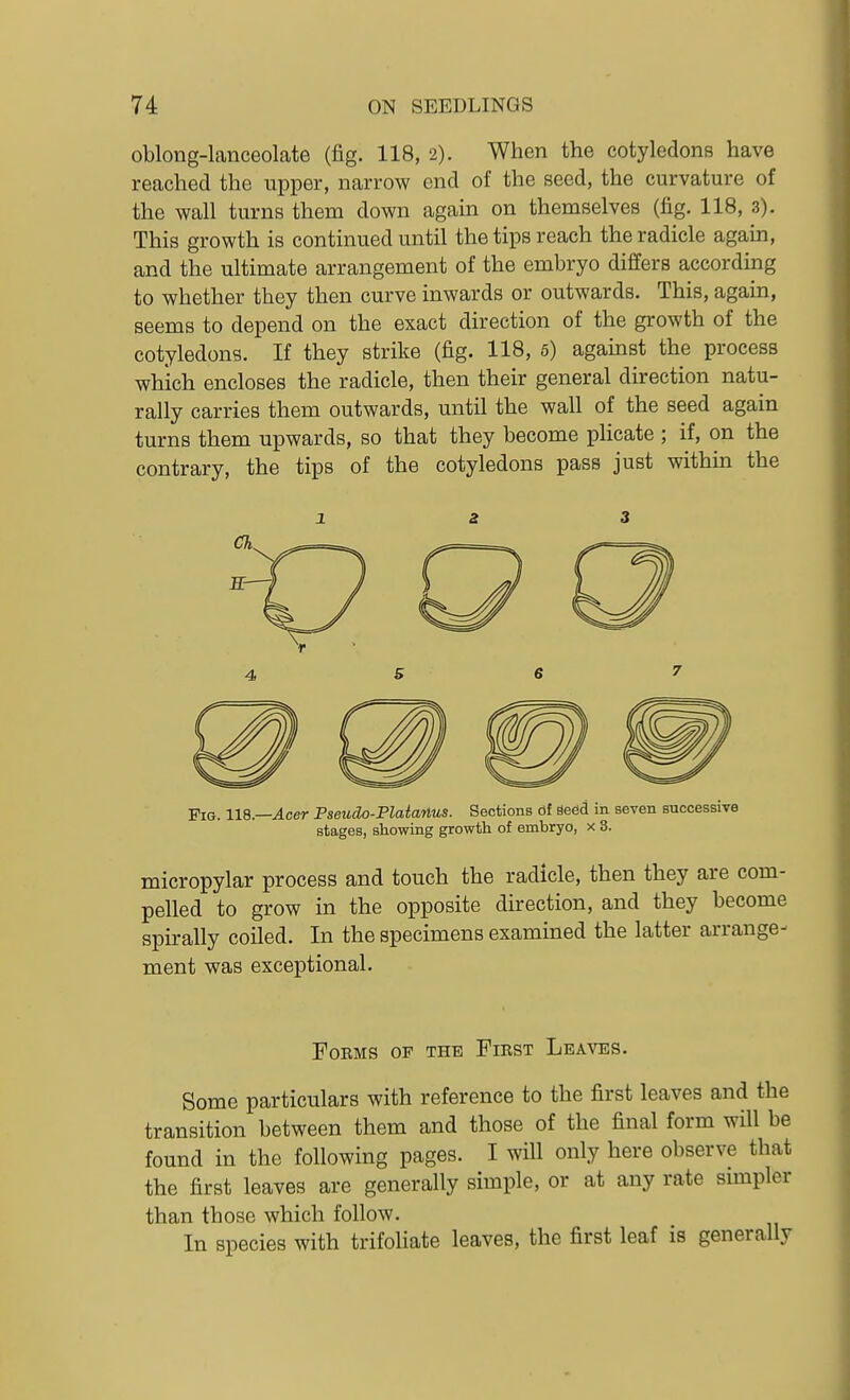 oblong-lanceolate (fig. 118, 2). When the cotyledons have reached the upper, narrow end of the seed, the curvature of the wall turns them down again on themselves (fig. 118, 3). This growth is continued until the tips reach the radicle again, and the ultimate arrangement of the embryo differs according to whether they then curve inwards or outwards. This, again, seems to depend on the exact direction of the growth of the cotyledons. If they strike (fig. 118, 6) agauist the process which encloses the radicle, then their general direction natu- rally carries them outwards, until the wall of the seed again turns them upwards, so that they become plicate ; if, on the contrary, the tips of the cotyledons pass just within the 1 a 3 Fig. ns.—Acer Pseudo-Plaiarlus. Sections df Seed in seven successive stages, showing growth of embryo, x 3. micropylar process and touch the radicle, then they are com- pelled to grow in the opposite direction, and they become spirally coiled. In the specimens examined the latter arrange- ment was exceptional. Forms of the First Leaves. Some particulars with reference to the first leaves and the transition between them and those of the final form will be found in the following pages. I will only here observe that the first leaves are generally simple, or at any rate simpler than those which follow. In species with trifoliate leaves, the first leaf is generally
