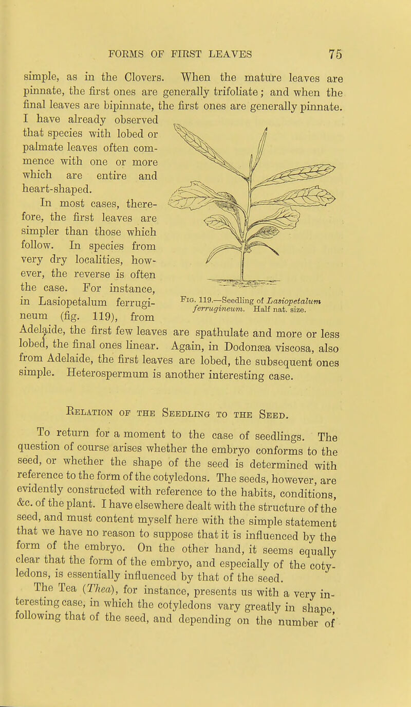 simple, as in the Clovers. When the mature leaves are pinnate, the first ones are generally trifoliate; and when the final leaves are bipinnate, the first ones are generally pinnate. I have already observed that species with lobed or palmate leaves often com- mence with one or more which are entire and heart-shaped. In most cases, there- fore, the first leaves are simpler than those which follow. In species from very dry locahties, how- ever, the reverse is often the case. For instance, in Lasiopetalum ferrugi- neum (fig. 119), from Fig. 119.—Seedling of Lasiopetalum ferrugineum. Half nat. size. Adelaide, the first few leaves are spathulate and more or less lobed, the final ones linear. Again, in Dodonsea viscosa, also from Adelaide, the first leaves are lobed, the subsequent ones simple. Heterospermum is another interesting case. Eelation of the Seedling to the Seed. To return for a moment to the case of seedHngs. The question of course arises whether the embryo conforms to the seed, or whether the shape of the seed is determined with reference to the form of the cotyledons. The seeds, however, are evidently constructed with reference to the habits, conditions, &c. of the plant. I have elsewhere dealt with the structure of the seed, and must content myself here with the simple statement that we have no reason to suppose that it is influenced by the form of the embryo. On the other hand, it seems equally clear that the form of the embryo, and especially of the coty- ledons, is essentially influenced by that of the seed. The Tea {Thea), for instance, presents us with a very in- teresting case, in which the cotyledons vary greatly in shape following that of the seed, and depending on the number of