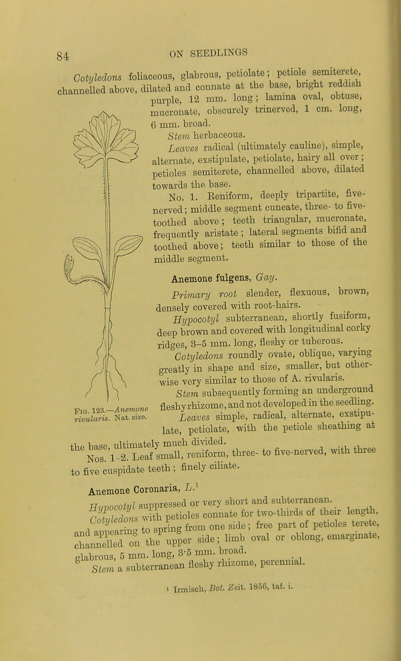 Cotyledons foliaceous, glabrous, petiolate; petiole semiterete channeUed above, dilated and connate at the base, bright reddish purple, 12 mm. long; lamina oval, obtuse, mucronate, obscurely trinerved, 1 cm. long, C mm. broad. Stem herbaceous. Leaves radical (ultimately cauline), simple, alternate, exstipulate, petiolate, hairy all over ; petioles semiterete, channelled above, dilated towards the base. No. 1. Beniform, deeply tripartite, five- nerved; middle segment cuneate, three- to five- toothed above; teeth triangular, mucronate, frequently aristate ; lateral segments bifid and toothed above; teeth similar to those of the middle segment. Anemone fulgens, Gay. Primary root slender, flexuous, brown, densely covered with root-haks. Hypocotyl subterranean, shortly fusiform, deep brown and covered with longitudinal corky ridges, 3-5 mm. long, fleshy or tuberous. Cotyledons roundly ovate, oblique, varying greatly in shape and size, smaller, but other- wise very similar to those of A. rivularis. Stem subsequently forming an underground fleshy rhizome, and not developed in the seedhng. Leaves simple, radical, alternate, exstipu- late, petiolate, with the petiole sheathing at to five cuspidate teeth; finely cihate. Anemone Coronaria, L} TT r.in,i onnnvpssed or very short and subterranean. ?rr/ot Xetles com.ate for twctWds of their length, Cotyledons J ^ „f etioles terete, SSeToi^erside; n.h ova, or oh.ong, e.arghrate, glabrous, 5 mm. long, 3-5 mm. broad. _ ^ Sim a subterranean fleshy rhizome, perennial. ' Irmisch, Bot. Zeit. 1856, taf. i. Fig. 123.—Anemone