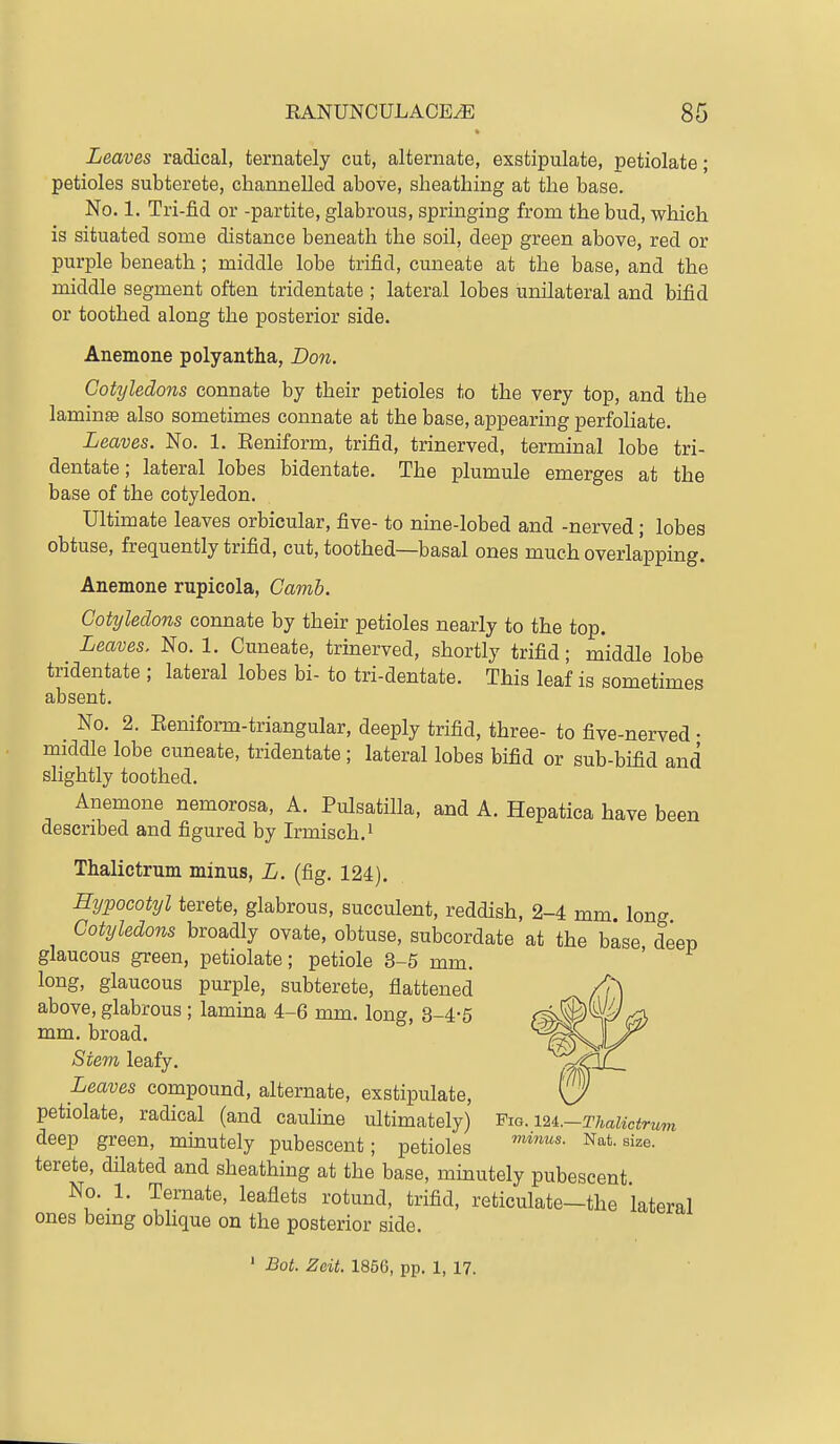 Leaves radical, ternately cut, alternate, exstipulate, petiolate; petioles subterete, channelled above, sheathing at the base. No. 1. Tri-fid or -partite, glabrous, springing from the bud, which is situated some distance beneath the soil, deep green above, red or purple beneath; middle lobe trifid, cuneate at the base, and the middle segment often tridentate ; lateral lobes unilateral and bifid or toothed along the posterior side. Anemone polyantha, Don. Cotyledons connate by their petioles to the very top, and the laminte also sometimes connate at the base, appearing perfoliate. Leaves. No. 1. Eeniform, trifid, trinerved, terminal lobe tri- dentate; lateral lobes bidentate. The plumule emerges at the base of the cotyledon. Ultimate leaves orbicular, five- to nine-lobed and -nerved; lobes obtuse, frequently trifid, cut, toothed—basal ones much overlapping. Anemone rupicola, Gamh. Cotyledons connate by their petioles nearly to the top. Leaves. No. 1. Cuneate, trinerved, shortly trifid; m'iddle lobe tridentate ; lateral lobes hi- to tri-dentate. This leaf is sometimes absent. No. 2. Eeniform-triangular, deeply trifid, three- to five-nerved • middle lobe cuneate, tridentate; lateral lobes bifid or sub-bifid and slightly toothed. Anemone nemorosa, A. Pulsatilla, and A. Hepatica have been described and figured by Irmisch.' Thaliotrum minus, L. (fig. 124), Hypocotyl terete, glabrous, succulent, reddish, 2-4 mm. long Cotyledons broadly ovate, obtuse, subcordate at the base deep glaucous green, petiolate; petiole 3-5 mm. ' long, glaucous purple, subterete, flattened above, glabrous ; lamina 4-6 mm. long, 3-4-5 mm. broad. Stem leafy. Leaves compound, alternate, exstipulate, ^ petiolate, radical (and cauline ultimately) Fio. iM.-Thalictrum deep green, minutely pubescent; petioles Nat. size, terete, dilated and sheathing at the base, minutely pubescent No. 1. Ternate, leaflets rotund, trifid, reticulate—the lateral ones bemg obhque on the posterior side. ' Bot. Zeit. 1856, pp. 1, 17.