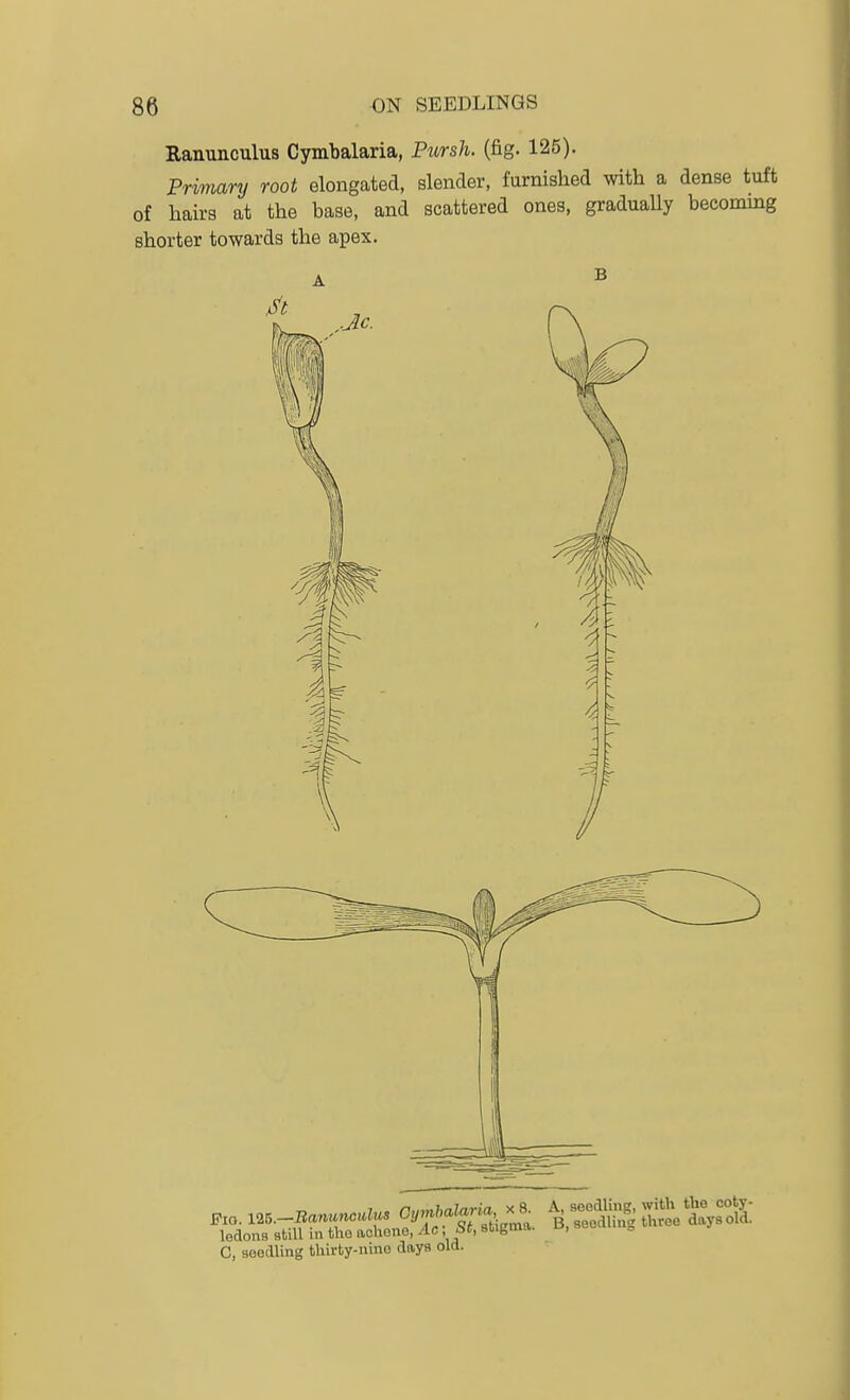 Ranunculus Cymbalaria, Pursh. (fig. 125). Primary root elongated, slender, furnished with a dense tuft of hairs at the base, and scattered ones, graduaUy becoming shorter towards the apex. B ^1 ledons BtiU in the achone, Ac; S<, stigma. UJ, seocuing C, soedling thirty-nine days old.