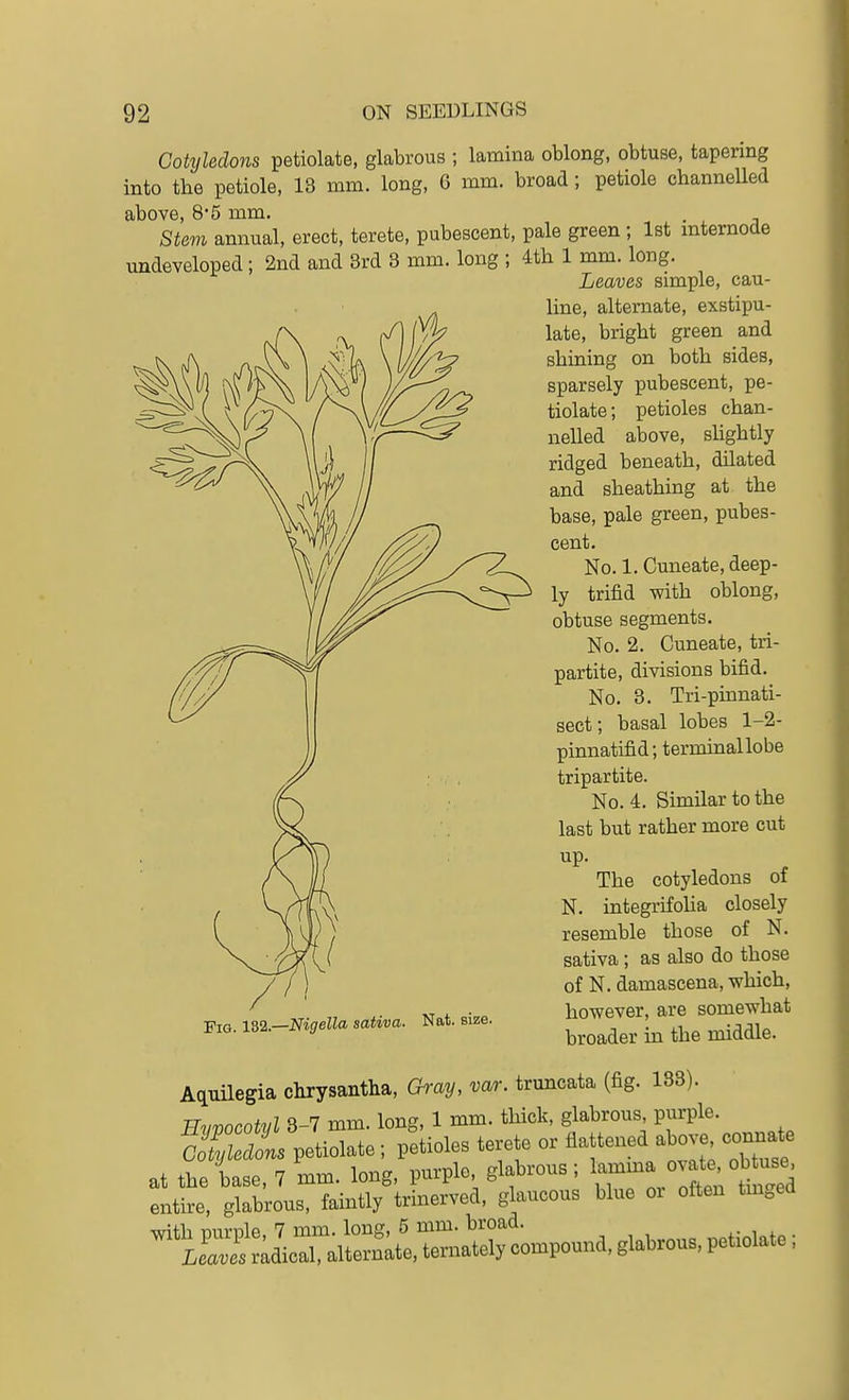 Cotyledons petiolate, glabrous ; lamina oblong, obtuse, tapering into the petiole, 13 mm. long, 6 mm. broad; petiole channelled above, 8*5 mm. . Stem annual, erect, terete, pubescent, pale green ; 1st mternode undeveloped; 2nd and 3rd 3 mm. long ; 4th 1 mm. long. Leaves simple, cau- line, alternate, exstipu- late, bright green and shining on both sides, sparsely pubescent, pe- tiolate; petioles chan- nelled above, sUghtly ridged beneath, dilated and sheathing at the base, pale green, pubes- cent. No. 1. Cuneate, deep- ly trifid with oblong, obtuse segments. No. 2. Cuneate, tri- partite, divisions bifid. No. 3. Tri-pinnati- sect; basal lobes 1-2- pinnatifid; terminal lobe tripartite. No. 4. Similar to the last but rather more cut up. The cotyledons of N. integrifoha closely resemble those of N. sativa; as also do those of N. damascena, which, however, are somewhat broader in the middle. Fig. 1^%—Mgella sativa. Nat. size. Aquilegia chrysantha, Gray, var. truncata (fig. 133). Hvpocotyl 3-7 mm. long, 1 mm. thick, glabrous purple. fSedois petiolate ; petioles terete or flattened above connate at the base, 7 mm. long, purple glabrous; l^^J^-^^/^^J*^; entire, glabrous, faintly trinerved, glaucous blue ox often tm.ed