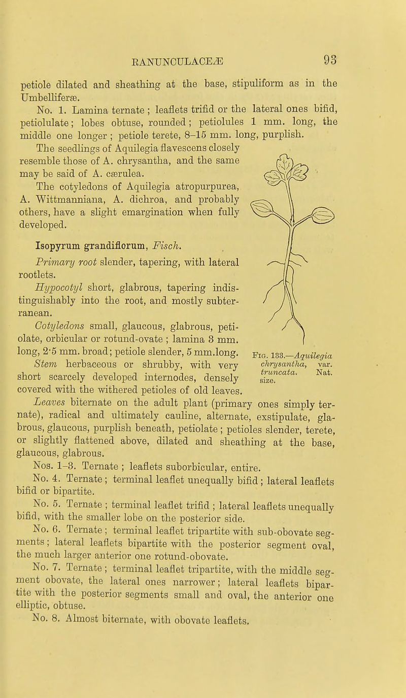 petiole dilated and sheathing at the base, stipuliform as in the Umbelliferse. No. 1. Lamina ternate ; leaflets trifid or the lateral ones bifid, petiolulate; lobes obtuse, rounded; petiolules 1 mm. long, the middle one longer ; petiole terete, 8-15 mm. long, purpHsh. The seedlings of Aquilegia flavescens closely resemble those of A. chrysantha, and the same may be said of A. cserulea. The cotyledons of Aquilegia atropurpurea, A. Wittmanniana, A. dichroa, and probably others, have a shght emargination when fully developed. Isopynim grandiflorum, Fisch. Primary root slender, tapering, with lateral rootlets. Hypocotyl short, glabrous, tapering indis- tinguishably into the root, and mostly subter- ranean. Cotyledons small, glaucous, glabrous, peti- olate, orbicular or rotund-ovate ; lamina 3 mm. long, 2-5 mm. broad; petiole slender, 5 mm.long. p^e. n%.-Aquilegia Stem herbaceous or shrubby, with very chrysantha, var. short scarcely developed internodes, densely tl^^'^^ covered with the withered petioles of old leaves. Leaves biternate on the adult plant (primary ones simply ter- nate), radical and ultimately cauHne, alternate, exstipulate, gla- brous, glaucous, purphsh beneath, petiolate; petioles slender, terete, or slightly flattened above, dilated and sheathing at the base, glaucous, glabrous. Nos. 1-3. Ternate ; leaflets suborbicular, entire. No. 4. Ternate ; termmal leaflet unequally bifid ; lateral leaflets bifid or bipartite. No. 5. Ternate ; terminal leaflet trifld ; lateral leaflets unequally bifid, with the smaller lobe on the posterior side. No. 6. Ternate ; terminal leaflet tripartite with sub-obovate seg- ments ; lateral leaflets bipartite with the posterior segment oval, the much larger anterior one rotund-obovate. No. 7. Ternate ; terminal leaflet tripartite, with the middle seg- ment obovate, the lateral ones narrower; lateral leaflets bipar- tite with the posterior segments small and oval, the anterior one elliptic, obtuse. No. 8. x'^lmost biternate, with obovate leaflets.