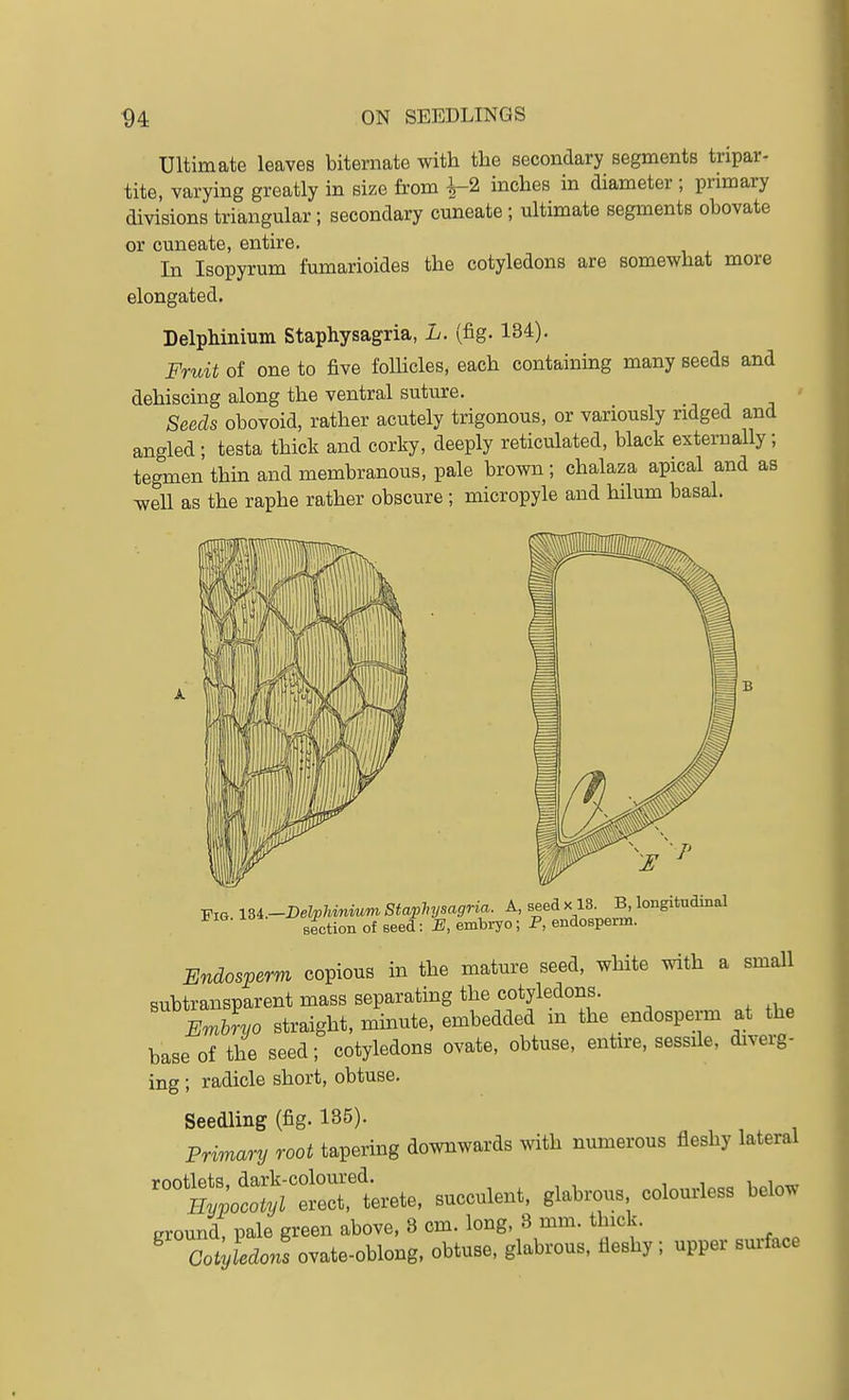 Ultimate leaves biternate with the secondary segments tripar- tite, varying greatly in size from ^2 inches in diameter ; primary divisions triangular; secondary cuneate; ultimate segments obovate or cuneate, entire. In Isopyrum fumarioides the cotyledons are somewhat more elongated. Delphinium Staphysagria, L. (fig. 134). Fridt of one to five follicles, each containmg many seeds and dehiscing along the ventral suture. Seeds obovoid, rather acutely trigonous, or variously ridged and angled; testa thick and corky, deeply reticulated, black externally; tegmen thin and membranous, pale brown; chalaza apical and as ^ell as the raphe rather obscure ; micropyle and hilum basal. Fig \U.-I)elphm.mm Staphysagria. A, seed x IS. longitudinal Biction of seed : embiTO; P, endosperm. Endosperm copious in the mature seed, white with a small subtransparent mass separating the cotyledons. Emhryo straight, minute, embedded m the endosperm at the base of the seed; cotyledons ovate, obtuse, entire, sessile, diverg- ing ; radicle short, obtuse. Seedling (fig. 185). Primary root tapering downwards with numerous fleshy lateral ^°tSoitr re^^ succulent, glabrous colourless below ground, pale green above, 8 cm. long, 3 mm. thick. ^ Golyldon. ovate-oblong, obtuse, glabrous, fleshy; upper surface