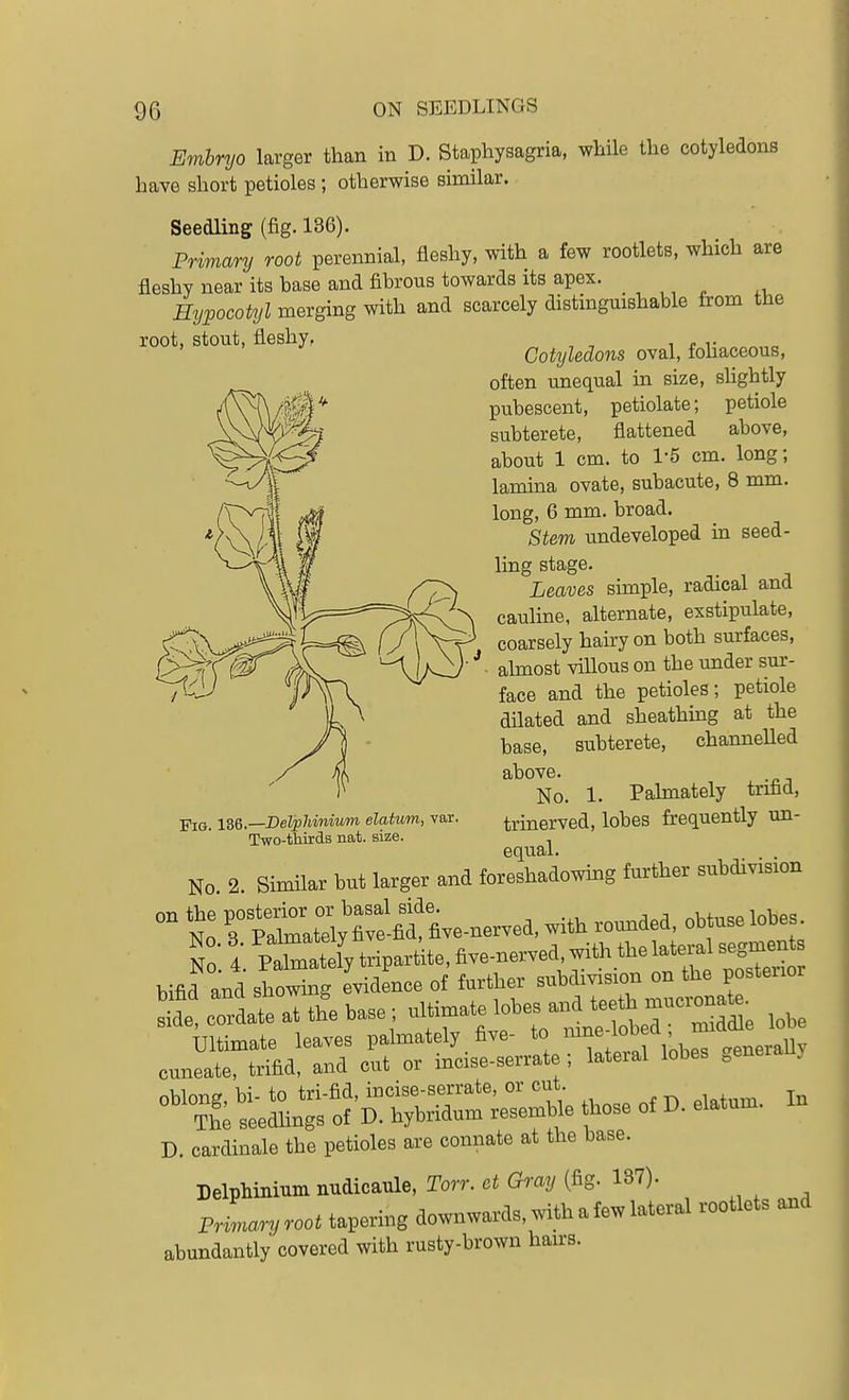 Embryo larger than in D. Staphysagria, while the cotyledons have short petioles; otherwise similar. Seedling (fig. 186). Primary root perennial, fleshy, with a few rootlets, which are fleshy near its base and fibrous towards its apex. Hypocotyl merging with and scarcely distingmshable from the root, stout, fleshy. Cotyledons oval, fohaceous, often unequal in size, shghtly pubescent, petiolate; petiole subterete, flattened above, about 1 cm. to 1-5 cm. long; lamina ovate, subacute, 8 mm. long, 6 mm. broad. Stem undeveloped in seed- ling stage. Leaves simple, radical and cauline, alternate, exstipulate, coarsely hairy on both surfaces, almost villous on the under sur- face and the petioles; petiole dilated and sheathmg at the base, subterete, channelled above. No. 1. Palmately tnfid, trinerved, lobes frequently un- equal. No 2 Similar but larger and toreAadowiBg further subdivision °° N: rM^SX'fitfi^-nerved, .ith rouuded. obtuse lobes N : I Pttoately tripartite, five-nerved.with thelatera segmen bifid and showmg evidence of further subdivision on the posteuor :ord *e at th^e base ; ultimate ^0^-^^^^^'^--^^. ,„,e '^'^l^S:^^:^ of O. elatuin. In D. cardinale the petioles are connate at the base. Delphinium nudicaule, Torr. ct Gimj (fig. 137). Primaryroot tapering downwards, with a few lateral rootlets and abundantly covered with rusty-brown han-s. Fio. \%&.—DeVphiniuin elatum, var. Two-thirds nat. size.