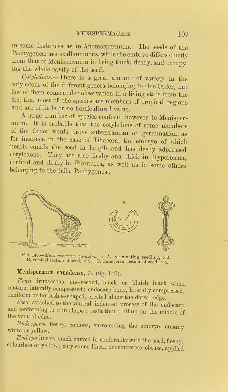 in some instances as in Anomospermum. The seeds of the Pachygone£e are exalbuminous, while the embryo differs chiefly from that of Menispermum in being thick, fleshy, and occupy- ing the whole cavity of the seed. Cotyledons.—There is a great amount of variety in the cotyledons of the different genera belonging to this Order, but few of them come under observation in a living state from the fact that most of the species are members of tropical regions and are of little or no horticultural value. A large number of species conform however to Menisper- mum. It is probable that the cotyledons of some members of the Order would prove subterranean on germination, as for instance in the case of Tfliacora, the embryo of which nearly equals the seed in length, and has fleshy adpressed cotyledons. They are also fleshy and thick in Hyperbsna cortical and fleshy in Fibraurea, as well as in some others belongmg to the tribe Pachygone^. Fig. UQ.—Menispermum canadense : A, germinating seedling, x 2 • a, vertical section of seed, x 2; C, transverse section of seed, x 4. Menispermum canadense, L. (fig. 140). Fruit drupaceous, one-seeded, black or bluish black when mature, laterally compressed; endocarp bony, laterally compressed, remform or horseshoe-shaped, crested along the dorsal edge. Seed attached to the ventral indented process of the endocarp and conforming to it in shape ; testa thin ; hilum on the middle of the ventral edge. Endosperm fleshy, copious, surrounding the embryo, creamv white or yellow. Embryo hnear, much curved in conformity with the seed fleshy colourless or yellow; cotyledons linear or semiterete, obtuse, apphed