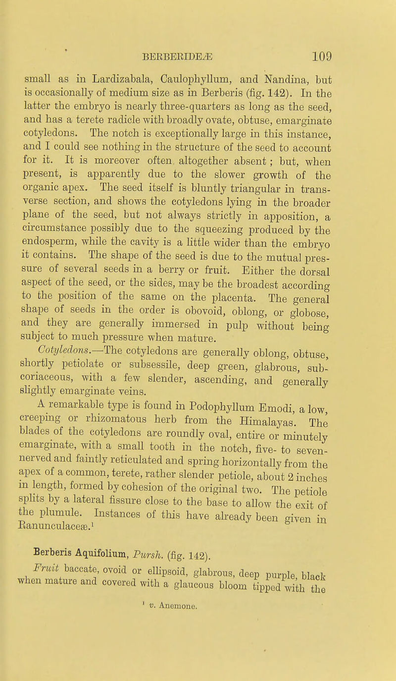 small as in Larclizabala, Caulophyllum, and Nandina, but is occasionally of medium size as in Berberis (fig. 142). In the latter the embryo is nearly three-quarters as long as the seed, and has a terete radicle with broadly ovate, obtuse, emarginate cotyledons. The notch is exceptionally large in this instance, and I could see nothing in the structure of the seed to account for it. It is moreover often altogether absent; but, when present, is apparently due to the slower growth of the organic apex. The seed itself is bluntly triangular in trans- verse section, and shows the cotyledons lying in the broader plane of the seed, but not always strictly in apposition, a cii-cumstance possibly due to the squeezing jDroduced by the endosperm, while the cavity is a little wider than the embryo it contams. The shape of the seed is due to the mutual pres- sure of several seeds in a berry or fruit. Either the dorsal aspect of the seed, or the sides, may be the broadest according to the position of the same on the placenta. The general shape of seeds in the order is obovoid, oblong, or globose, and they are generally immersed in pulp without being subject to much pressure when mature. Cotyledons.—The cotyledons are generally oblong, obtuse, shortly petiolate or subsessile, deep green, glabrous, sub- coriaceous, with a few slender, ascending, and generally slightly emarginate veins. A remarkable type is found in Podophyllum Emodi, a low creepmg or rhizomatous herb from the Himalayas. The blades of the cotyledons are roundly oval, entii-e or minutely emarginate, with a small tooth in the notch, five- to seven- nerved and faintly reticulated and spring horizontally from the apex of a common, terete, rather slender petiole, about 2 inches m length, formed by cohesion of the original two. The petiole splits by a lateral fissure close to the base to allow the exit of the plumule. Instances of this have akeady been given in Eanunculacese.' Berberis Aquifolium, Pursh. (fig. 142). i^rmi baccate, ovoid or ellipsoid, glabrous, deep purple, black when mature and covered with a glaucous bloom tipped with the V. Anemone.