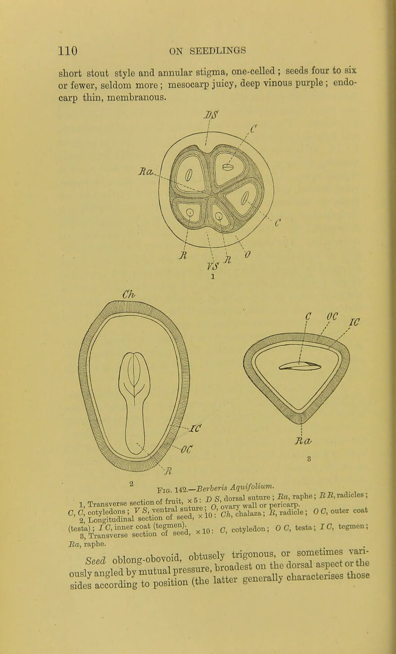 short stout style and annular stigma, one-celled ; seeds four to six or fewer, seldom more; mesocarp juicy, deep vinous purple; endo- carp thin, membranous. c oc ^ Fig Ul.—Berheris Aquifoliuvi. ^ nf fruit X 5 • I? S, dorsal suture ; Bn, raphe; B B, radicles ; 1, Transverse section of frmt, x t>. f^^' ^ pericarp. C,0 cotyledons; yS, ventral suture ^0^ ^.radicle; 0 C, outer coat 2, Longitudinal section of seed, x lu . u/^, (testa); 10, inner coat (tegmen) cotyledon; 0 C, testa; IC, tegmen; 3, Transverse section of seea, x lu . j Ba, raphe.