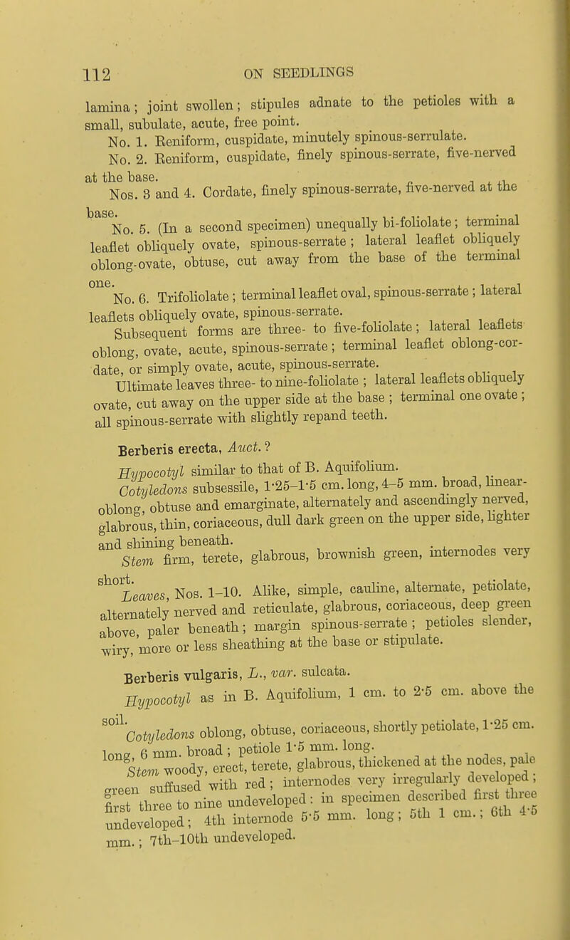 lamina ; joint swollen; stipules adnate to the petioles with a small, subulate, acute, free point. No. 1. Eeniform, cuspidate, minutely spinous-serrulate. No. 2. Eeniform, cuspidate, finely spinous-serrate, five-nerved at the base. n ^ Nos. 3 and 4. Cordate, finely spmous-serrate, five-nerved at the No. 5. (In a second specimen) unequally bi-foliolate; terminal leaflet obliquely ovate, spinous-serrate ; lateral leaflet obhquely oblong-ovate, obtuse, cut away from the base of the termmal ^'^^ No. 6. Trifoliolate; terminal leaflet oval, spinous-serrate; lateral leaflets obliquely ovate, spinous-serrate. , , n ,^ Subsequent forms are three- to five-foholate; lateral leaflets oblong, ovate, acute, spinous-serrate; terminal leaflet oblong-cor- date, or simply ovate, acute, spinous-serrate ^ ^ ^ ^ ., Ultimate leaves three- to nine-foholate ; lateral leaflets obhquely ovate, cut away on the upper side at the base ; termmal one ovate; all spinous-serrate with sHghtly repand teeth. Berberis erecta, Auct. ? Hvpocotyl simHar to that of B. Aquifohum. Cotyledons subsessile, 1-25-1-5 cm. long, 4-5 mm. broad, hnear- oblong obtuse and emarginate, alternately and ascendmgly nerved, glabrous, thin, coriaceous, dull dark green on the upper side, hghter and shining beneath. Stem firm, terete, glabrous, brownish green, mternodes very ^^°^Leaves Nos 1-10. Alike, simple, cauUne, alternate, petiolate, alternately nerved and reticulate, glabrous, coriaceous, deep green !bove paler beneath; margin spinous-serrate; petioles slender, wiry, more or less sheathing at the base or stipulate. Berberis vulgaris, L., var. sulcata. Sypocotyl as in B. Aquifolium, 1 cm. to 2-5 cm. above the 'Cotyledons oblong, obtuse, coriaceous, shortly petiolate, 1-25 cm. 1 a rv.m Virnad • netiole I'S mm. long. 'llTood; terete, glataws. tbicUened at the nodes, p.le mffused with red; mternodes very irregularly developed, irthreftoline undeveloped: in specimen desenbed first three ^developed; 4th internode 6-6 mm. long; 6th 1 em.; Cth 4 6 mm.; 7th-10th undeveloped.