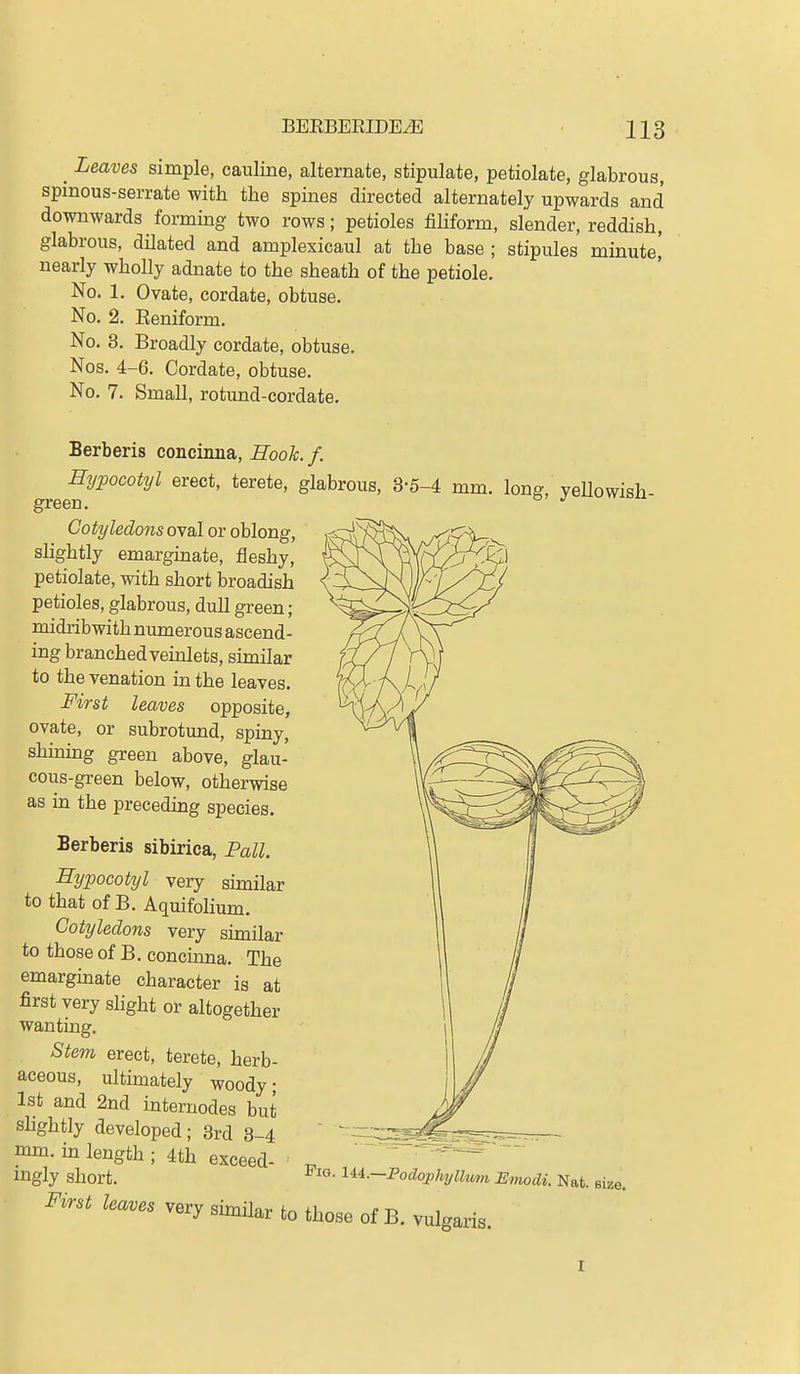 ^ Leaves simple, cauline, alternate, stipulate, petiolate, glabrous, spinous-serrate with the spmes directed alternately upwards and downwards forming two rows; petioles filiform, slender, reddish, glabrous, dilated and amplexicaul at the base; stipules minute,' nearly wholly adnate to the sheath of the petiole. No. 1. Ovate, cordate, obtuse. No. 2. Eeniform. No. 8. Broadly cordate, obtuse. Nos. 4-6. Cordate, obtuse. No. 7. Small, rotund-cordate. Berberis concinna, Eook.f. Hypocotyl erect, terete, glabrous, 3-5-4 mm. long, yeHowish- Cotyledojisoval or oblong, shghtly emarginate, fleshy, petiolate, with short broadish petioles, glabrous, dull green; midribwith numerous ascend- ing branched vemlets, similar to the venation in the leaves. First leaves opposite, ovate, or subrotund, spiny, shimng green above, glau- cous-green below, otherwise as in the preceding species. Berberis sibirica, Pall. Sypocotyl very sunilar to that of B. Aquifolium. Cotyledons very similar to those of B. concinna. The emarginate character is at first very shght or altogether wanting. Stem erect, terete, herb- aceous, ultimately woody; 1st and 2nd internodes but shghtly developed; 3rd 8-4 mm. m length ; 4th exceed- ^ ingly short. Podophyllum Emodi. Nat. size. First leaves very similar to those of B. vulgaris. I