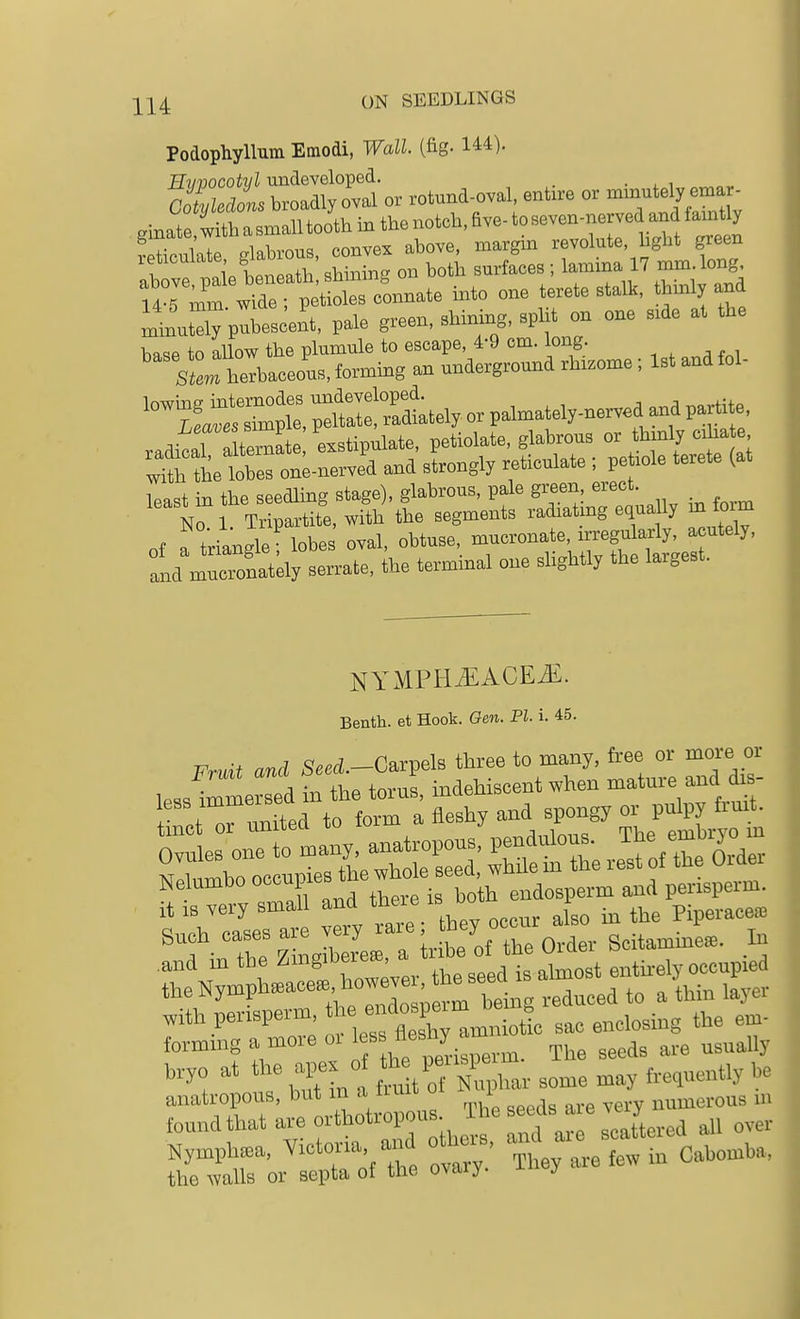 Podophyllum Emodi, Wall (fig. 144). wCator rot„nd.ov... enUre or .inutely e... glnrt wiftasmalUootkinthenotciave-t„..v™^^ 1 n.inl-,rnn<? ponvex abovG, margin revolute, ligHt green ;l —isMnTng on bot. surfaces ; ^^^2,^ ^^^^ 14-5 mm wide ; petioles connate into one terete stalk, thmly and Lntdy pubescent, pale green, shining, split on one side at the base to allow the plumule to escape, 4-9 cm. long. sL herbaceous, forming an underground rhizome; 1st and fol- rpt, ;:iti:!^^^^^^^^^^^ or pa^el^nerved a.d partite raditl alternate exstipulate, petiolate, glabrous or thinly ciha e wth te lobes onlnerved and strongly reticulate ; pe lole terete (at least in the seedling stage), glabrous, pale g^f.^^'^^^j^ ^ ^^^^ No 1 Tripartite, with the segments radiatmg equally m torm of a triangle lobe oval, obtuse, mucronate, irregularly, acutely, Id mronatky serrate, the termmal one slightly the largest. NYMPHiEACEiE. Benth. et Hook. Gen. PI. i. 45. Fruit and ^..cZ.-Carpels three to many, free or more or Nelumbo occupie endosperm and perisperm. it IS very small and ^iieae is d piperace^ Such cases are very rare t^^^ ^^^J ^ ScitaminL. In .and in the Zingibereee, ^Jnbe f^^^^^^ entnely occupied theNymph.ace^how^v-, ^ ^^^^^ f'''^'''ZZTl M^^ sac enclosing the em- formmg a moie oi ^^.^^^'^'^'^ The seeds are usually bryo at the ai^x 0 ^^^^ „tly be anatropous, but m a turn o i numerous m found that are orthotropous ^^^^Xre scattered all over Kymphjea, Yictoria -jd oth.s ^^^^^^ „, the Avails or septa of the ovary, j- j