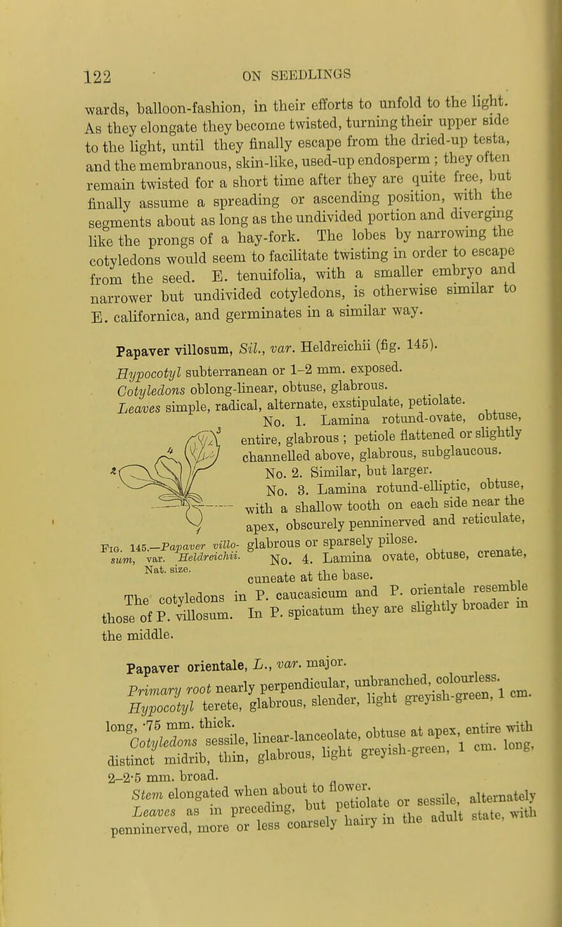 wards, balloon-fashion, in their efforts to unfold to the light. Ab they elongate they become twisted, turning their upper side to the light, until they finally escape from the dried-up testa, and the membranous, skin-like, used-up endosperm ; they often remain twisted for a short time after they are quite free, but finally assume a spreading or ascending position, with the segments about as long as the undivided portion and diverging like the prongs of a hay-fork. The lobes by narrowmg the cotyledons would seem to facilitate twisting in order to escape from the seed. E. tenuifolia, with a smaller embryo and narrower but undivided cotyledons, is otherwise similar to E. californica, and germinates in a similar way. Papaver villosum, Sil, var. Heldreichii (fig. 145). Eypocotyl subterranean or 1-2 mm. exposed. Cotyledons oblong-linear, obtuse, glabrous. Leaves simple, radical, alternate, esstipulate, petiolate. No. 1. Lamina rotund-ovate, obtuse, entire,*glabrous ; petiole flattened or slightly channelled above, glabrous, subglaucous. No. 2. Similar, but larger. No. 3. Lamina rotund-elUptic, obtuse, • with a shaUow tooth on each side near the apex, obscurely penninerved and reticulate. Pig. U5.-Papaver villo- glabrous or sparsely pilose. sum, var. Heldreichii. -^^ 4^ Lamina ovate, obtuse, crenaie, cuneate at the base. TbP' cotvledons in P. caucasicum and P. orientale resemble those of P — In P. spicatum they are slightly broader m the middle. Papaver orientale, L., var. major. Primary root nearly perpendicular, unbranched,_colourless Hy^oZljl terete, glabrous- slender, light grepsh-green, 1 cm. n;^r;^^:^e, linear-lanceolate, obtuse ^^^-ntire wit. distinct midrib, thin, glabrous, hght greyish-gieen, 1 cm. loi g, 2-2-5 mm. broad. S^cm elongated when about to flowe^^^^ ^^^^^.^^^^^^ Leaves as in preceding, but petiolate «^ ' j^h penninerved, more or less coarsely hairy m the adult state,