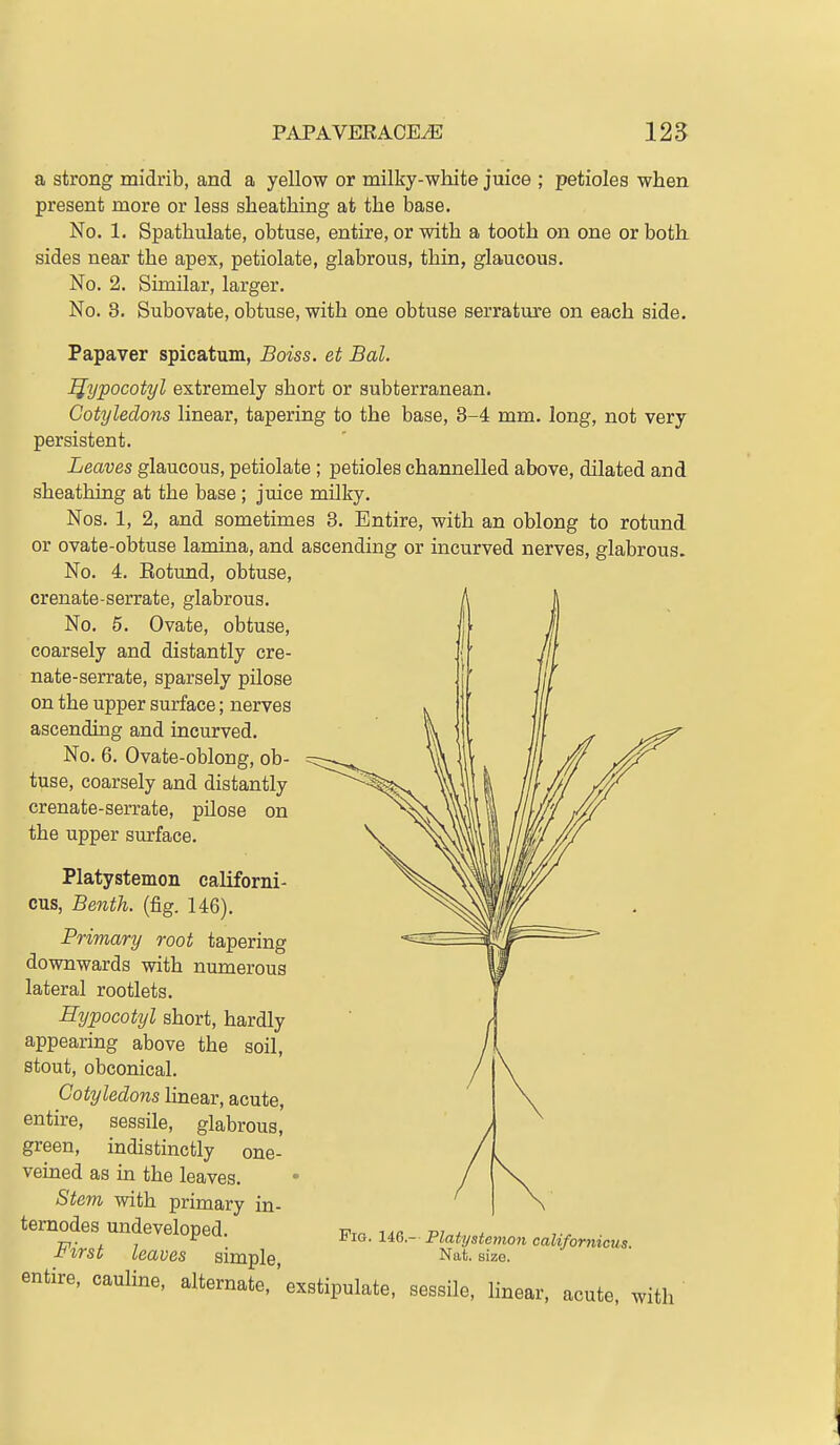 a strong midrib, and a yellow or milky-white juice ; petioles when present more or less sheathing at the base. No. 1. Spathulate, obtuse, entire, or with a tooth on one or both sides near the apex, petiolate, glabrous, thin, glaucous. No. 2. Similar, larger. No. 3. Subovate, obtuse, with one obtuse serrature on each side. Papaver spicatum, Boiss. et Bal. IJypocotyl extremely short or subterranean. Cotyledons linear, tapering to the base, 3-4 mm. long, not very persistent. Leaves glaucous, petiolate ; petioles channelled above, dilated and sheathing at the base ; juice milky. Nos. 1, 2, and sometimes 3. Entire, with an oblong to rotund or ovate-obtuse lamina, and ascending or incurved nerves, glabrous. No. 4. Eotund, obtuse, crenate-serrate, glabrous. A No. 6. Ovate, obtuse, coarsely and distantly cre- nate-serrate, sparsely pilose on the upper surface; nerves ascending and incurved. No. 6. Ovate-oblong, ob- tuse, coarsely and distantly crenate-serrate, pilose on the upper surface. Platystemon californi- cus, Benth. (fig. 146). Primary root tapering downwards with numerous lateral rootlets. Sypocotyl short, hardly appearing above the soil, stout, obconical. Cotyledons Hnear, acute, entire, sessile, glabrous, green, indistinctly one- veined as in the leaves. Stem with primary in- temodes undeveloped. First leaves simple, entire, cauline, alternate,' exstipulate, sessile, linear, acute, with Fig. 146.- Platystemon californicus. Nat. size.