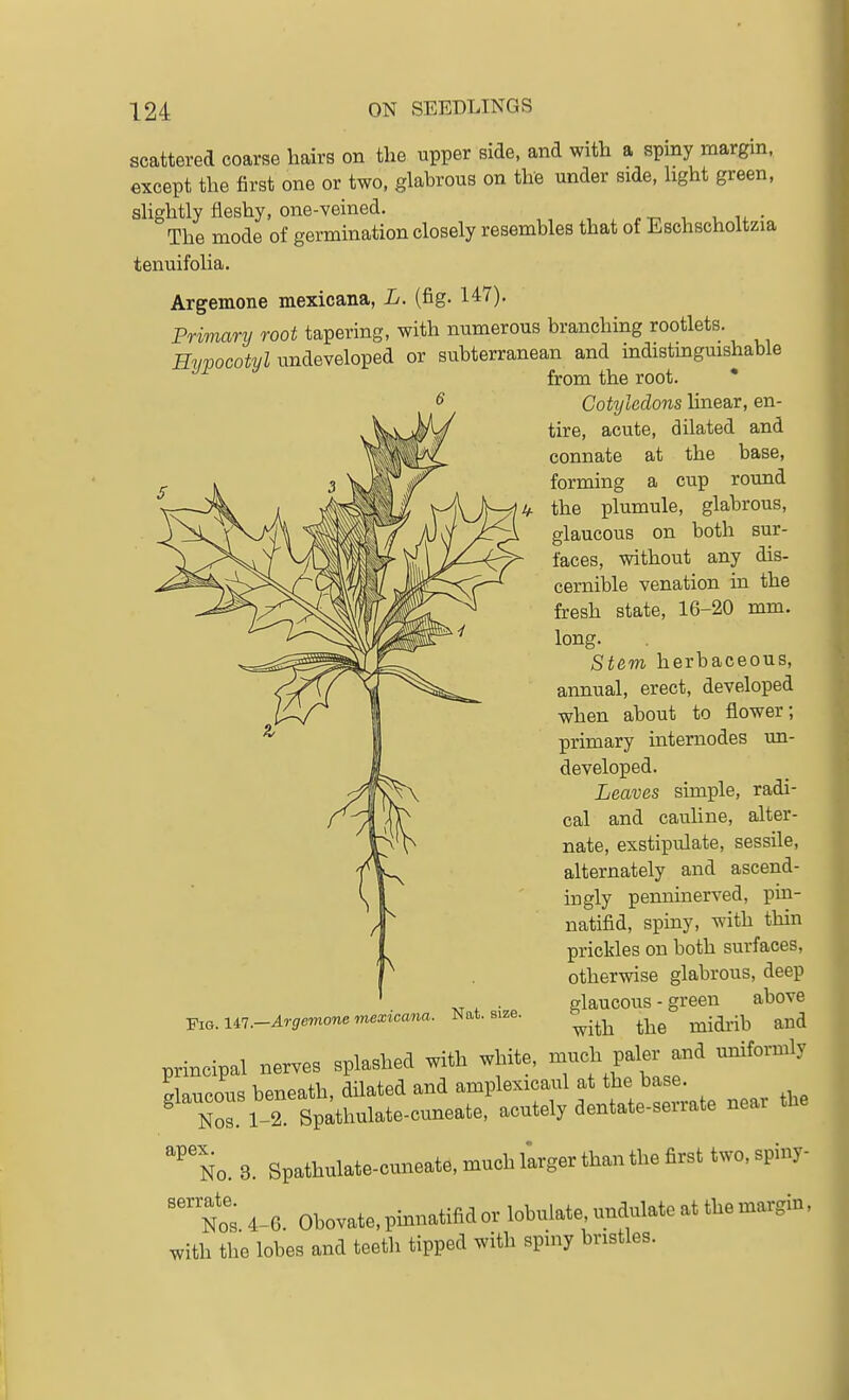 scattered coarse liairs on the upper side, and with a spiny margin, except the first one or two. glabrous on the under side, hght green, shghtly fleshy, one-veined. The mode of germination closely resembles that of Eschscholtzia tenuifolia. Argemone mexicana, L. (fig. 147). Primary root tapering, with numerous branching rootlets. Hvvocotvl undeveloped or subterranean and indistmgmshable from the root. Cotyledons linear, en- tire, acute, dilated and connate at the base, forming a cup round the plumule, glabrous, glaucous on both sur- faces, without any dis- cernible venation in the fresh state, 16-20 mm. long. Stem herbaceous, annual, erect, developed when about to flower; primary intemodes un- developed. Leaves simple, radi- cal and cauhne, alter- nate, exstipulate, sessile, alternately and ascend- ingly penninerved, pin- natifid, spiny, with thm prickles on both surfaces, otherwise glabrous, deep glaucous - green above with the midrib and principal nerves splashed with white, --h Pal- and uniformly Glaucous beneath, dilated and amplexicaul at the base. ^ Nos l 2 Spathulate-cuneate, acutely dentate-serrate near the '^'no. 3. Spathulate-cmaeate, much I'arger than the first two, spiny- ''nos 4-6. Obovate,pinnatifidorlobulate imdulateatthemargin, with the lobes and teeth tipped with spiny bristles. Fig. liT .—Argemone mexicana.