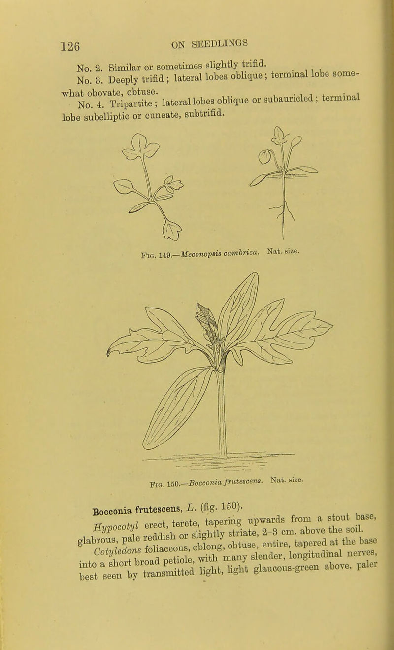 No. 2. Similar or sometimes slightly trifid. No. 3. Deeply trifid ; lateral lobes oblique; termmal lobe some- what obovate, obtuse. <.„,.vr,^n«i No. 4. Tripartite; lateral lobes oblique or subauricled; termmal lobe subelliptic or cuneate, subtrifid. Fig. liQ.—Mecono'psis cambrica. Nat. size. 150—Bocconiafruiescens. Nat. size. Bocconia frutescens, L. (fig. 150).