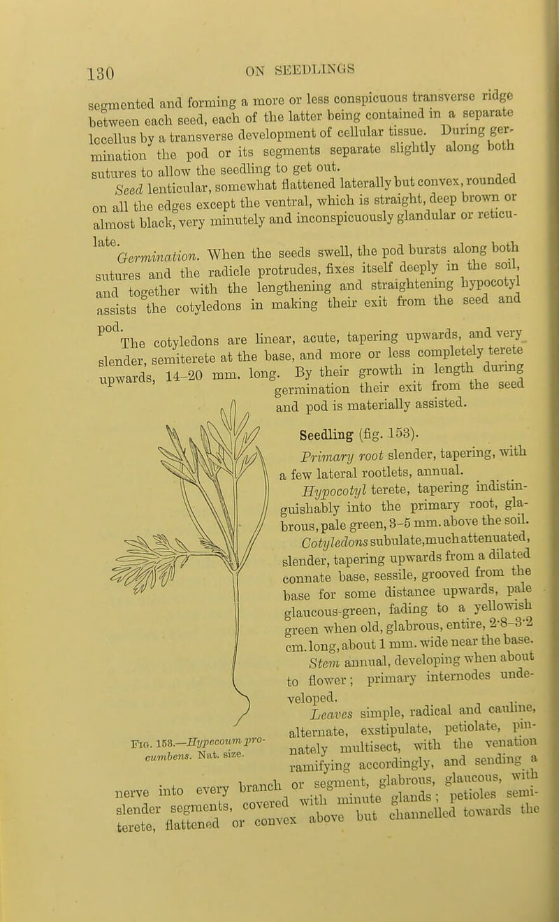 scffmented and forming a more or less conspicuous transverse ridge between each seed, each of the latter being contained m a separate locellus bv a transverse development of cellular tissue D^nng ger, mination' the pod or its segments separate slightly along both sutures to allow the seedling to get out. Seed lenticular, somewhat flattened laterally but convex, rounded on all the edges except the ventral, which is straight, deep bro^oi or almost black, very minutely and inconspicuously glandular or reticu- ^''%ermination. When the seeds swell, the pod bursts along both sutures and the radicle protrudes, fixes itself deeply m the soil and together with the lengthening and straightenmg hypocotyl assists the cotyledons in making their exit from the seed and ^°'\he cotyledons are Hnear, acute, tapering upwards, and very slender, semiterete at the base, and more or less completely terete unwards 14-20 mm. long. By their growth m length durmg . upwards, germination their exit from the seed and pod is materially assisted. Seedling (fig. 153). Primary root slender, tapering, with a few lateral rootlets, annual. Hypocotyl terete, tapermg indistin- guishably into the primary root, gla- brous, pale green, 3-5 mm. above the soil. Co ty ledoiis subulate,much attenuated, slender, tapering upwards fi'om a dilated connate base, sessile, grooved from the base for some distance upwards, pale glaucous-green, fading to a yellowish green when old, glabrous, entire, 2-8-8-2 cm. long, about 1 mm. wide near the base. Stem annual, developing when about to flower; primary internodes unde- veloped. Leaves simple, radical and caiUme, alternate, exstipulate, petiolate, pni- natelv multisect, with the venation ramifying accordingly, and sending a „e™ into ew.y ^^^'^^^^^2^'^,'^ ^ Fig. i5S.—IIypecoum pro- cumbens. Nat. size.