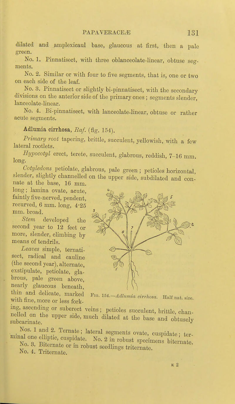 dilated and amplexicaul base, glaucous at first, then a pale green. No. 1. Pinnatisect, with three oblanceolate-linear, obtuse seg- ments. No. 2. Similar or with four to five segments, that is, one or two on each side of the leaf. No. 3. Pinnatisect or shghtly bi-pinnatisect, with the secondary divisions on the anterior side of the primary ones ; segments slender, lanceolate-linear. No. 4. Bi-pinnatisect, with lanceolate-linear, obtuse or rather acute segments. Adlumia cirrhosa, Baf. (fig. 154). Primary root tapering, brittle, succulent, yellowish, with a few lateral rootlets. Hypocotyl erect, terete, succulent, glabrous, reddish, 7-16 mm long. Cotyledons petiolate, glabrous, pale green ; petioles horizontal slender, slightly channelled on the upper side, subdilated and con- nate at the base, 16 mm. long; lamina ovate, acute, faintly five-nerved, pendent, recurved, 6 mm. long, 4-25 mm. broad. Stem developed the second year to 12 feet or more, slender, climbing by means of tendrils. Leaves simple, ternati- sect, radical and cauline (the second year), alternate, exstipulate, petiolate, gla- brous, pale green above, nearly glaucous beneath, thin and delicate marked XU.^A^unUa cirrhosa. Half nat. size. with fine, more or less fork- ing ascending or suberect veins ; petioles succulent, brittle, chan- subc^We '''''' ''''' ''''''' obtusely _ Nos. 1 and 2. Ternate; lateral segments ovate, cuspidate • ter mmal one elliptic, cuspidate No. 2 in robust specimens bilni ! No. 3. Biternate or m robust seedlings triternate. No. 4. Triternate.