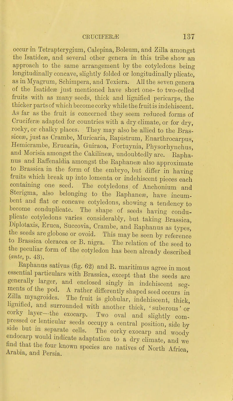 occur in Tetrapterygium, Calepina, Boleum, and Zilla amongst the Isatidese, and several other genera in this tribe show an approach to the same arrangement by the cotyledons being longitudinally concave, shghtly folded or longitudinally plicate, as in Myagrum, Schimpera, and Texiera. All the seven genera of the Isatidese just mentioned have short one- to two-celled fruits with as many seeds, thick and lignified pericarps, the thicker parts of which become corky while the fruit is indehiscent. As far as the fruit is concerned they seem reduced forms of Cruciferse adapted for countries with a dry climate, or for dry, rocky, or chalky places. They may also be allied to the Bras- sicese, just as Crambe, Muricaria, Eapistrum, Enarthrocarpus, Hemicrambe, Erucaria, Guiraoa, Fortuynia, Physorhynchus, and Morisia amongst the Cakilinese, undoubtedly are. Eapha- nus and Eaffenaldia amongst the Eaphaneae also approximate to Brassica in the form of the embryo, but differ in having fruits which break up into lomenta or indehiscent pieces each containing one seed. The cotyledons, of Anchonium and Sterigma, also belonging to the Eaphanete, have incum- bent and flat or concave cotyledons, showing a tendency to become conduplicate. The shape of seeds having condu- pKcate cotyledons varies considerably, but taking Brassica, Diplotaxis, Eruca, Succovia, Crambe, and Eaphanus as types,' the seeds are globose or ovoid. This may be seen by reference to Brassica oleracea or B. nigra. The relation of the seed to the pecuhar form of the cotyledon has been already described [ante, p. 43). Eaphanus sativus (fig. 62) andE. maritimus agree in most essential particulars with Brassica, except that the seeds are generally larger, and enclosed singly in indehiscent seg- ments of the pod. A rather differently shaped seed occurs in Zilla myagroides. The fruit is globular, indehiscent, thick hgnihed, and surrounded with another thick, ' suberous' or corky layer—the exocarp. Two oval and slightly com- pressed or lenticular seeds occupy a central position, side by side but m separate ceUs. The corky exocarp and woody endocarp would indicate adaptation to a dry climate, and we nnd that the four known species are natives of North Africa Arabia, and Persia. '