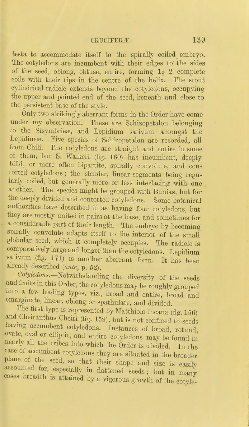 testa to accommodate itself to the sijirally coiled embryo. The cotyledons are incumbent with their edges to' the sides of the seed, oblong, obtuse, entire, forming l|-2 complete coils with their tips in the centre of the helix. The stout cylindrical radicle extends beyond the cotyledons, occupying the upper and pointed end of the seed, beneath and close to the persistent base of the style. Only two strikingly aberrant forms in the Order have come under my observation. These are Schizopetalon belonging to the Sisymbriete, and Lepidium sativum amongst the Lepidmege. Five species of Schizopetalon are recorded, all from Chili. The cotyledons are straight and entire in some of them, but S. Walkeri (fig. 160) has incumbent, deeply bifid, or more often bipartite, spirally convolute, and con- torted cotyledons; the slender, linear segments being regu- larly coiled, but generally more or less interlacing with one another. The species might be grouped with Bunias, but for the deeply divided and contorted cotyledons. Some botanical authorities have described it as having four cotyledons, but they are mostly united in pairs at the base, and sometimes for a considerable part of their length. The embryo by becoming spirally convolute adapts itself to the interior of the small globular seed, which it completely occupies. The radicle is comparatively large and longer than the cotyledons. Lepidium sativum (fig. 171) is another aberrant form. It has been already described {ante, p. 52). (7oii/^efZo«s.—Notwithstanding the diversity of the seeds and fruits m this Order, the cotyledons may be roughly grouped into a few leading types, viz., broad and entire, broad and emargmate, linear, oblong or spathulate, and divided. The first type is represented by Matthiola incana (fig. 156) and Cheiranthus Cheiri (fig. 159), but is not confined to seeds havmg accumbent cotyledons. Instances of broad, rotund ovate, oval or elliptic, and entire cotyledons may be found in nearly all the tribes into which the Order is divided. In the case of accumbent cotyledons they are situated in the broader plane of the seed, so that their shape and size is easily accounted for, _ especially in flattened seeds; but in many cases breadth is attained by a vigorous growth of the cotyle-