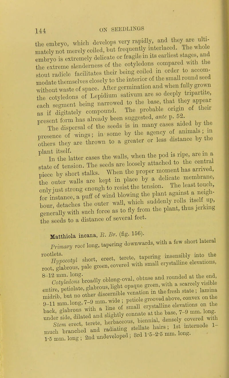 the embryo, which develops very rapidly, and they are ulti- mately not merely coiled, but frequently interlaced The whole embryo is extremely delicate or fragile in its earliest stages, and the extreme slenderness of the cotyledons compared with the ,tout radicle facilitates their being coiled m order to aceom- modate themselves closely to the interior of the small round seed Ttbout waste of space. After germination and when fully grown he cotyledons of Lepidium sativum are so deeply tripartite, each segment being narrowed to the base, that they appear Tif digitately compound. The probable origin of then- nresent form has already been suggested, ante p. 6i. ^ The dispersal of the seeds is in many cases aided by the nresence of wings; in some by the agency of animals ; m Xs they are thrown to a greater or less distance by the In thfl'atter cases the walls, when the pod is ripe, are in a state of tension. The seeds are loosely attached to the cential rieee by short stalks. When the proper moment has arrived, Te outer walls are kept in place by a deUeate membra^ , onlvlu t strong enough to resist the tension. The least touch, for instance a puff of wind blowing the plant agamst a neigh- bourdeTaches the outer waU, which suddenly rol s itself up, PX^^ such force as to fly from the plant, thus jerkmg the seeds to a distance of several feet. Matthiola inoana, B. Br. (flg- 156). Primary root long, tapering downwards, with a few short lateral rootlets. taiDering insensibly into the midrib, but no other m jj^ie grooved above, convex on the 0- llmm long, 7-9 mm wide p ^ ^,,,^ti„„3 the b«k, glabrous with a line of smal y ^^^^