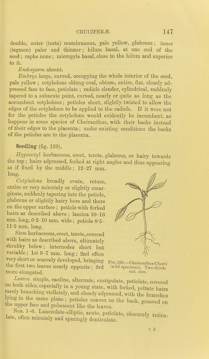 double, outer (testa) membranous, pale yellow, glabrous ; inner (tegmen) paler and thinner; bilum basal, at one end of the seed; raphe none ; micropyle basal, close to the hilum and superior to it. Endosperm absent. Evihryo large, curved, occupying the whole interior of the seed, pale yellow ; cotyledons oblong-oval, obtuse, entire, flat, closely ad- pressed face to face, petiolate ; radicle slender, cylindrical, suddenly tapered to a subacute point, curved, nearly or quite as long as the aceumbent cotyledons ; petioles short, sUghtly twisted to allow the edges of the cotyledons to be applied to the radicle. If it were not for the petioles the cotyledons would evidently be incumbent, as happens in some species of Cheiranthus, with their backs instead of their edges to the placenta ; under existing conditions the backs of the petioles are to the placenta. Seedling (fig. 159). Eypocokjl herbaceous, erect, terete, glabrous, or hairy towards the top ; hairs adpressed, forked at right angles and thus appearing as if fixed by the middle; 12-27 mm. long. Cotyledons broadly ovate, retuse, entire or very minutely or shghtly emar- ginate, suddenly tapering into the petiole, glabrous or slightly hairy here and there on the upper surface ; petiole with forked hairs as described above ; lamina 10-13 mm. long, 6-2-10 mm. wide ; petiole 8-5- 11'5 mm. long. Stem herbaceous, erect, terete, covered with hairs as described above, ultimately shrubby below; mternodes short but variable; 1st 3-7 mm. long; 2nd often very short or scarcely developed, bringing the first two leaves nearly opposite ; 3rd more elongated. Leaves simple, cauhne, alternate, exstipulate, petiolate, covered on both sides, especially in a young state, with forked, peltate hairs rarely branchmg stellately, and closely adpressed, with the branches lymg m the same plane ; petioles convex on the back, grooved on the upper face and pubescent like the leaves. Nos 1-6. Lanceolate-elliptic, acute, petiolate, obscurely reticu- late, often mmutely and sparingly denticulate. Fig. 159—Cheiranthvs Cheiri (wild specimen). Two-thirds nat. size.