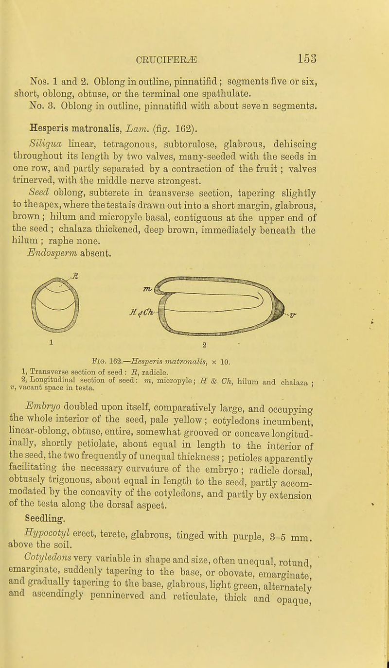 Nos. 1 and 2. Oblong in outline, pinnatifid; segments five or six, short, oblong, obtuse, or the terminal one spathulate. No. 3. Oblong in outline, pinnatifid with about seve n segments. Hesperis matronalis, Lam. (fig. 162). Siliqua linear, tetragonous, subtorulose, glabrous, dehiscing throughout its length by two valves, many-seeded with the seeds in one row, and partly separated by a contraction of the fruit; valves trinerved, with the middle nerve strongest. Seed oblong, subterete in transverse section, tapering slightly to the apex, where thetestais drawn out into a short margin, glabrous, brown; hilum and micropyle basal, contiguous at the upper end of the seed ; chalaza thickened, deep brown, immediately beneath the hilum; raphe none. Endosperm absent. ■-V Pig. 162.—Hesperis matronalis, x 10. 1, Transverse section of seed : iJ, radicle. 2, Longitudinal section of seed: m, micropyle; H & Gh, hilum and chalaza • V, vacant space in testa. ' Embryo doubled upon itself, comparatively large, and occupying the whole interior of the seed, pale yellow ; cotyledons incumbent, linear-oblong, obtuse, entire, somewhat grooved or concave longitud- inally, shortly petiolate, about equal in length to the interior of the seed, the two frequently of unequal thickness ; petioles apparently facihtating the necessary curvature of the embryo ; radicle dorsal, obtusely trigonous, about equal in length to the seed, partly accom- modated by the concavity of the cotyledons, and partly by extension of the testa along the dorsal aspect. Seedling. Hypocotyl erect, terete, glabrous, tinged with purple, 3-5 mm. above the soil. Cotyledons very variable in shape and size, often unequal rotund emarginate, suddenly tapering to the base, or obovate, emarginate' and gradually tapering to the base, glabrous, Hght green, alternatelv and ascendmgly penninerved and reticulate, thick and opaque